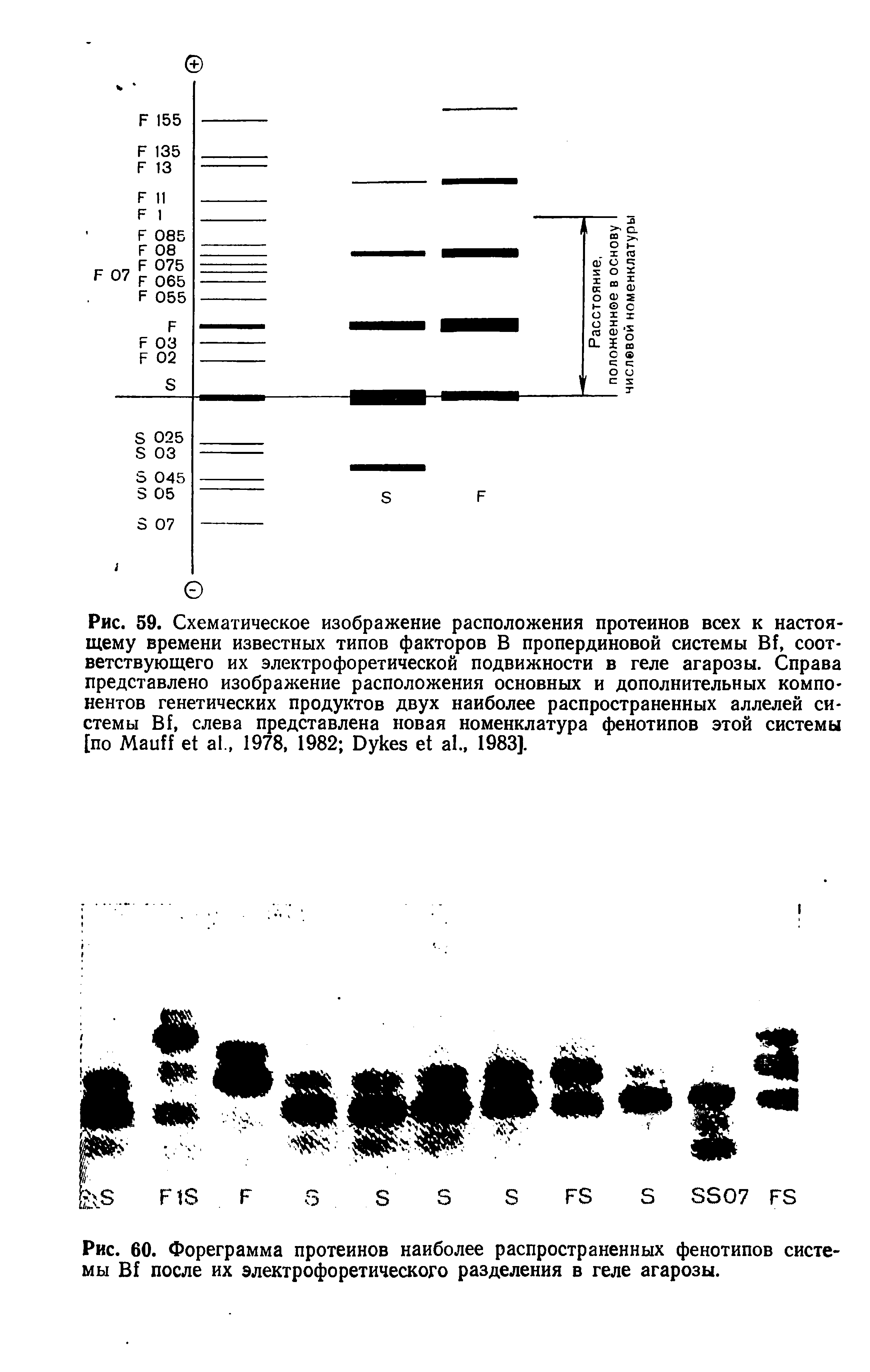 Рис. 60. Фореграмма протеинов наиболее распространенных фенотипов системы В после их электрофоретического разделения в геле агарозы.