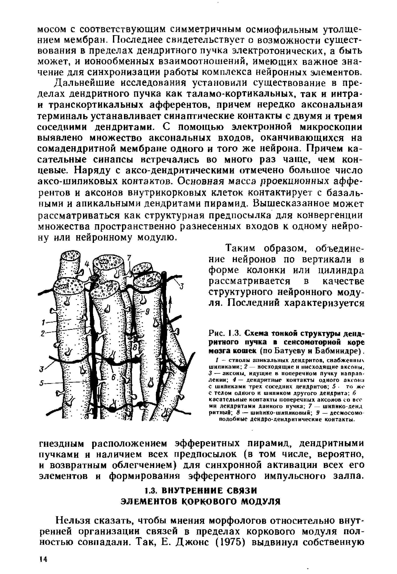 Рис. 1.3. Схема тонкой структуры дендритного пучка в сенсомоторной коре мозга кошек (по Батуеву и Бабмиидре).