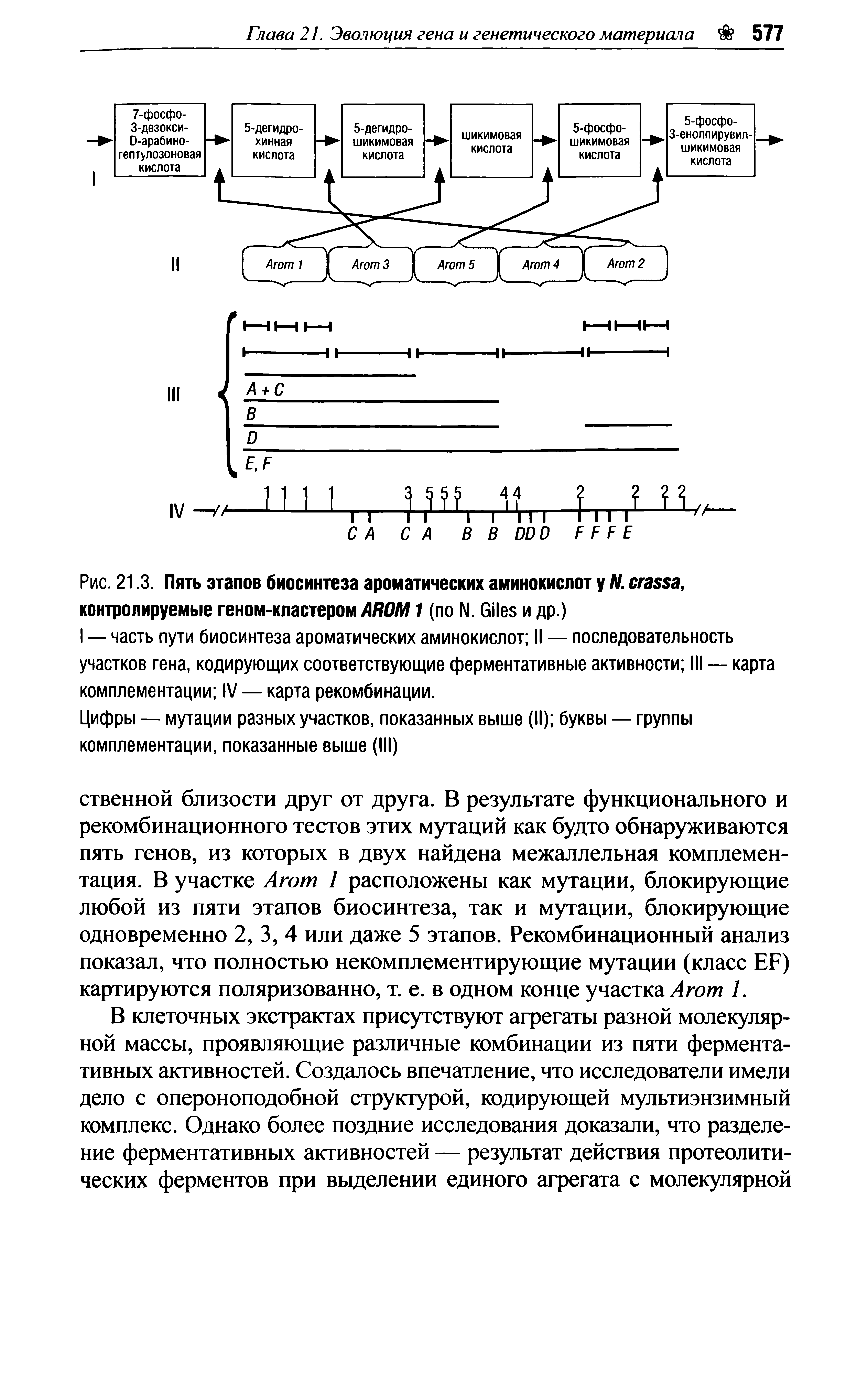 Рис. 21.3. Пять этапов биосинтеза ароматических аминокислот у N. , контролируемые геном-кластером AROM1 (по N. G и др.)...