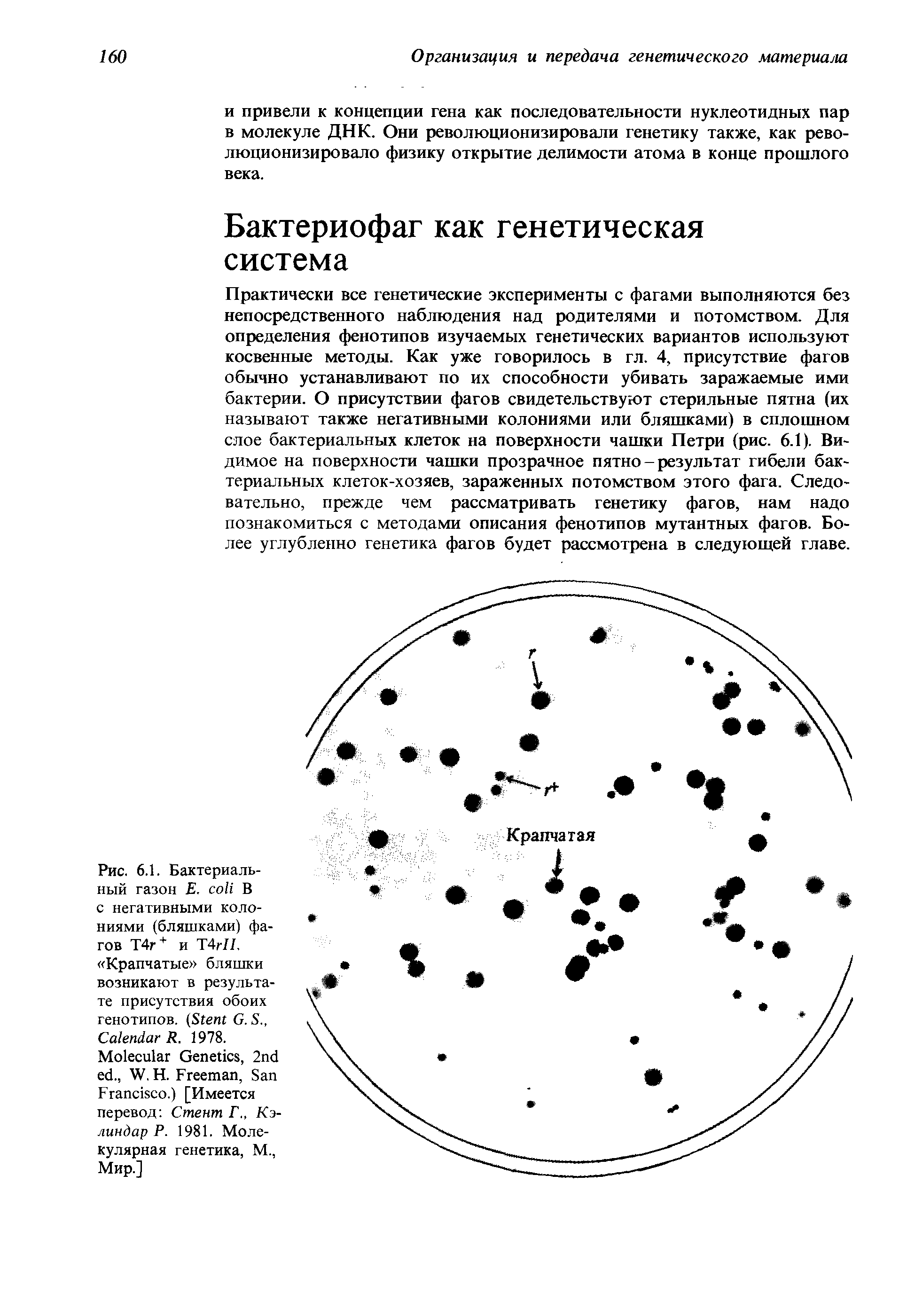 Рис. 6.1. Бактериальный газон Е. В с негативными колониями (бляшками) фагов Т4г+ и Т4гП. Крапчатые бляшки возникают в результате присутствия обоих генотипов. (S G. S., C R. 1978.