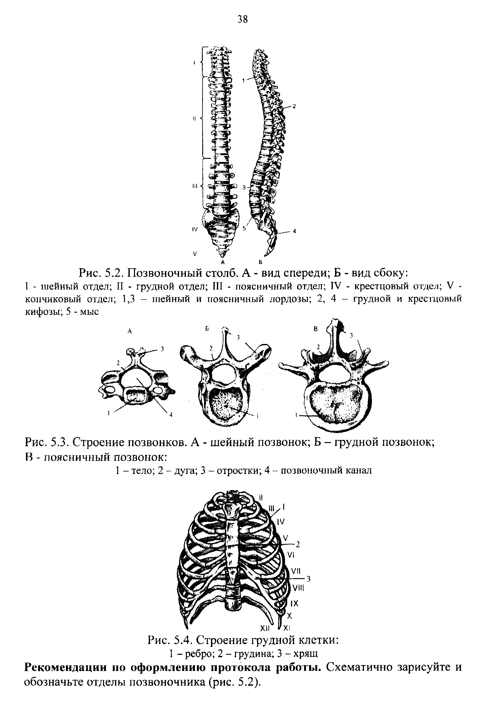 Рис. 5.3. Строение позвонков. А - шейный позвонок Б - грудной позвонок В - поясничный позвонок ...