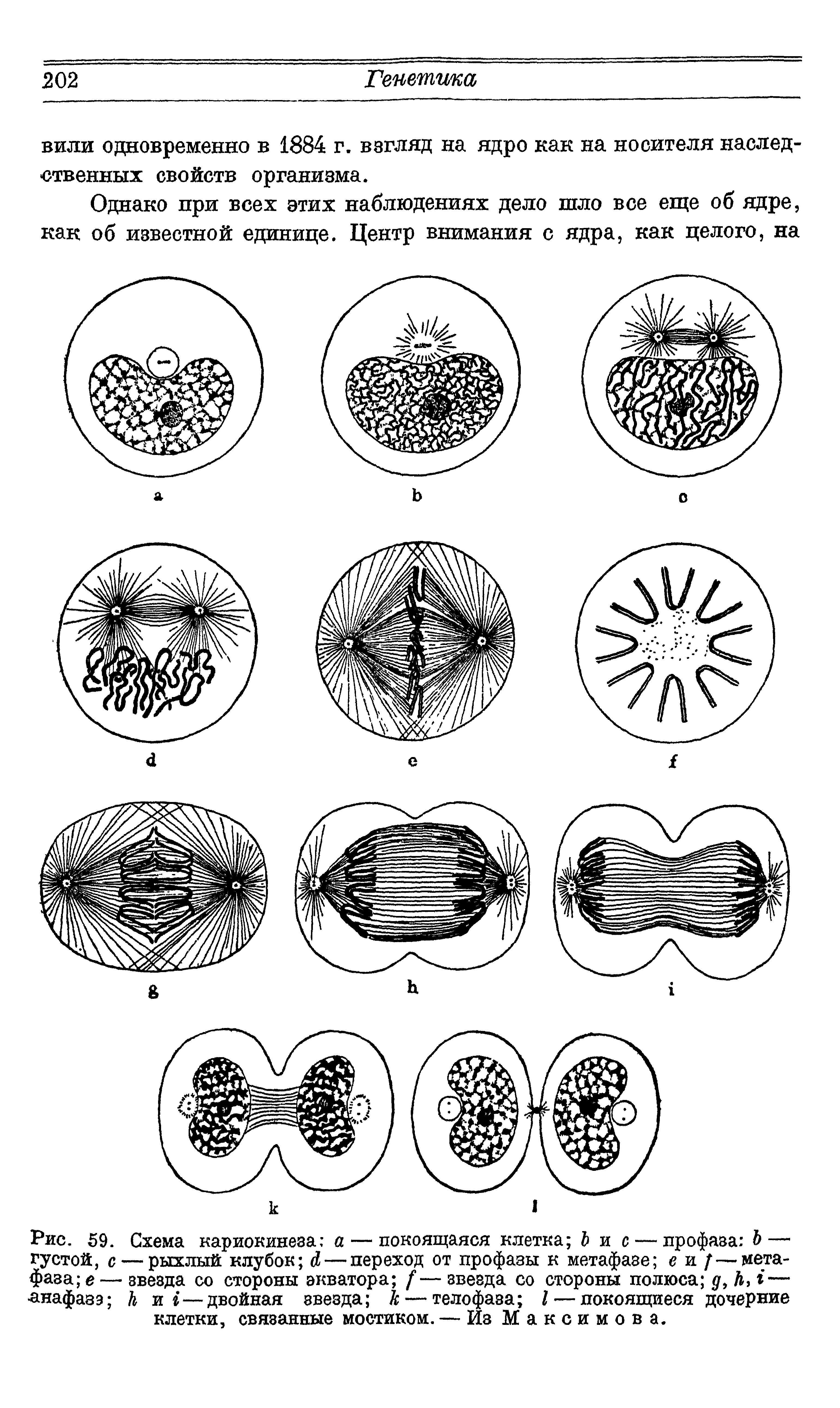 Рис. 59. Схема кариокинеза а — покоящаяся клетка Ъ и с — профаза Ъ— густой, с — рыхлый клубок Л — переход от профазы к метафазе е и / — метафаза е — звезда со стороны экватора — звезда со стороны полюса д, Л, г— лнафазэ к и/—двойная звезда к— телофаза I — покоящиеся дочерние клетки, связанные мостиком. — Из Максимова.