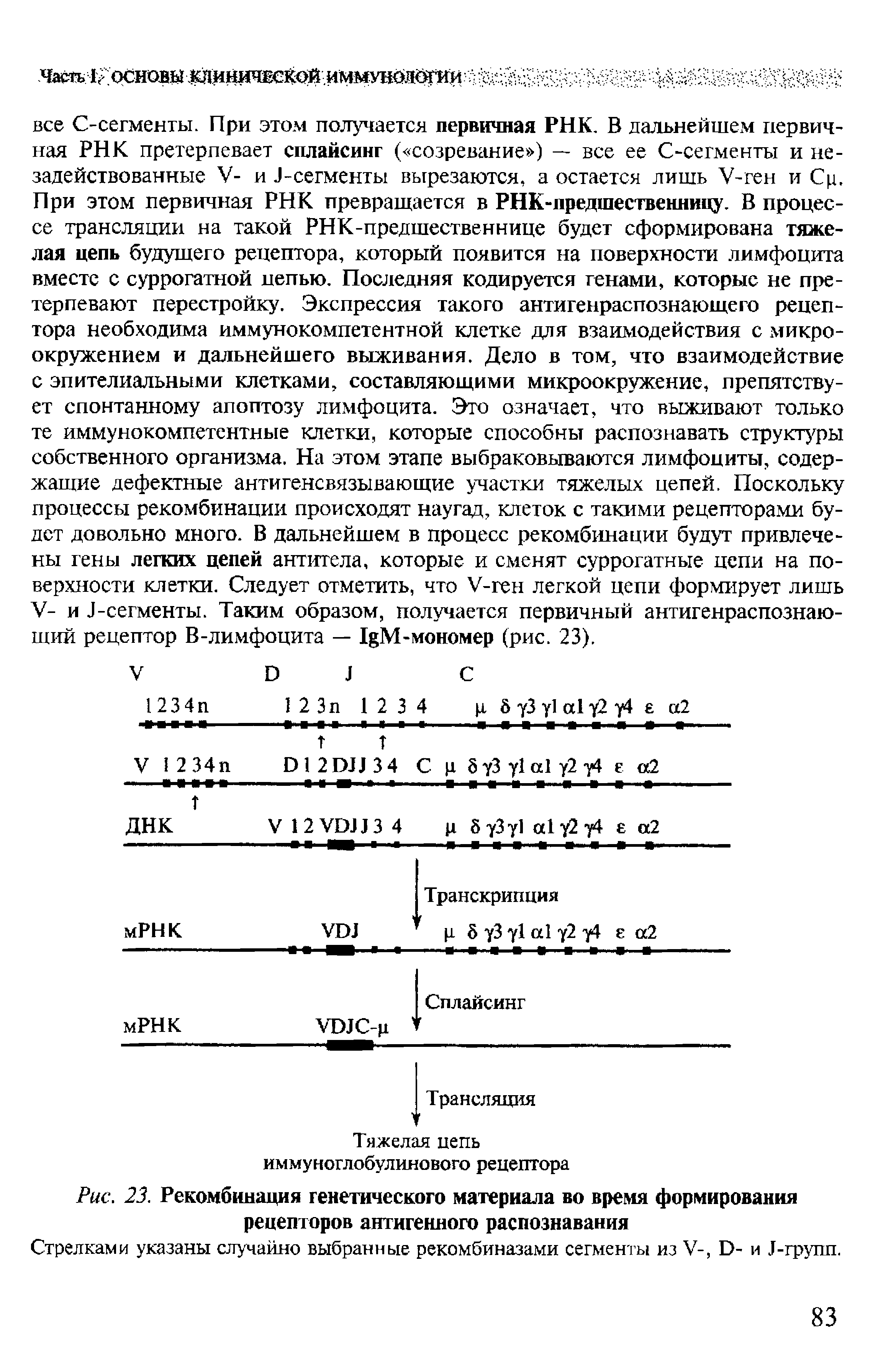 Рис. 23. Рекомбинация генетического материала во время формирования рецепторов антигенного распознавания...