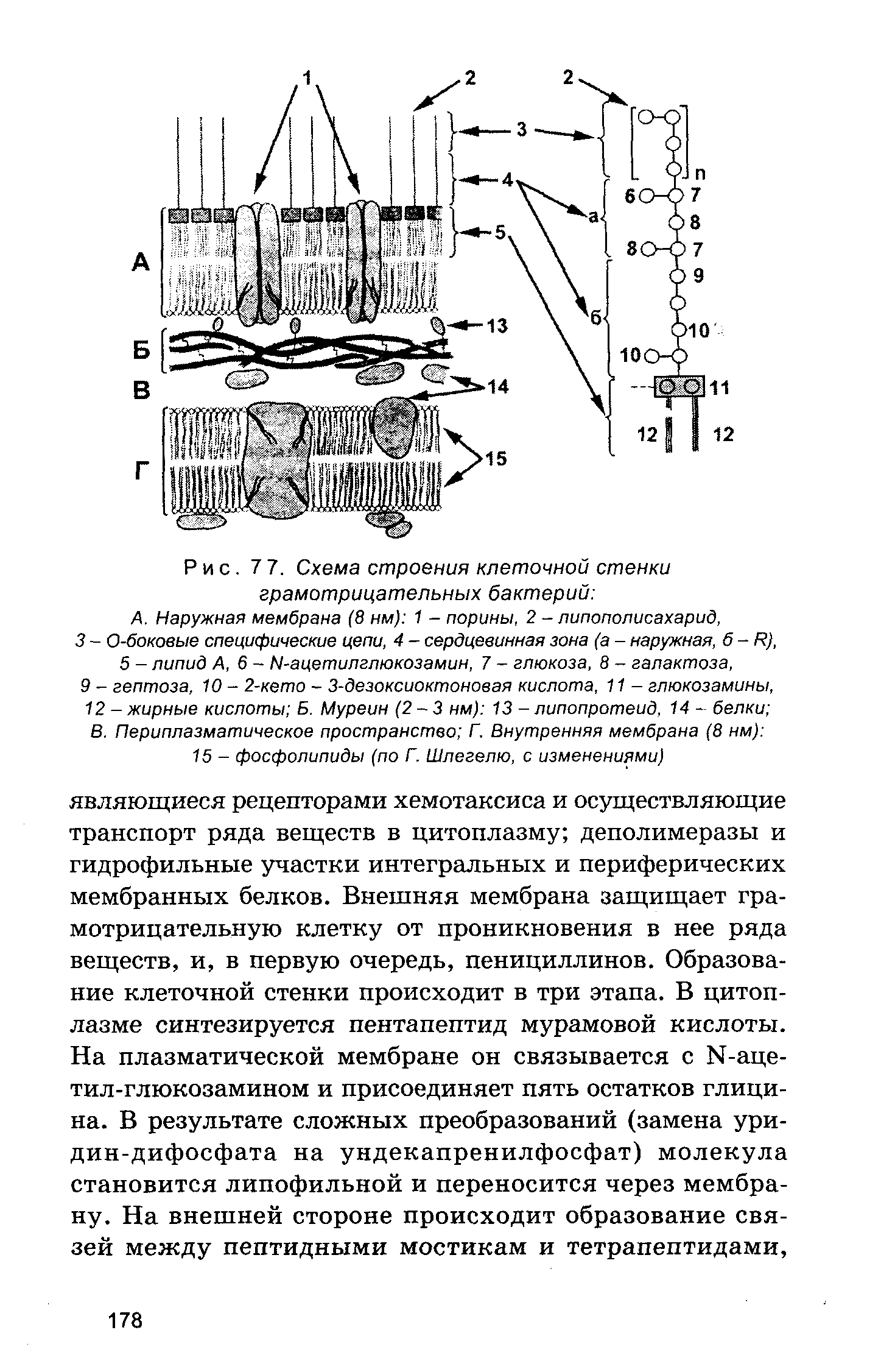 Рис. 7 7. Схема строения клеточной стенки грамотрицательных бактерий ...