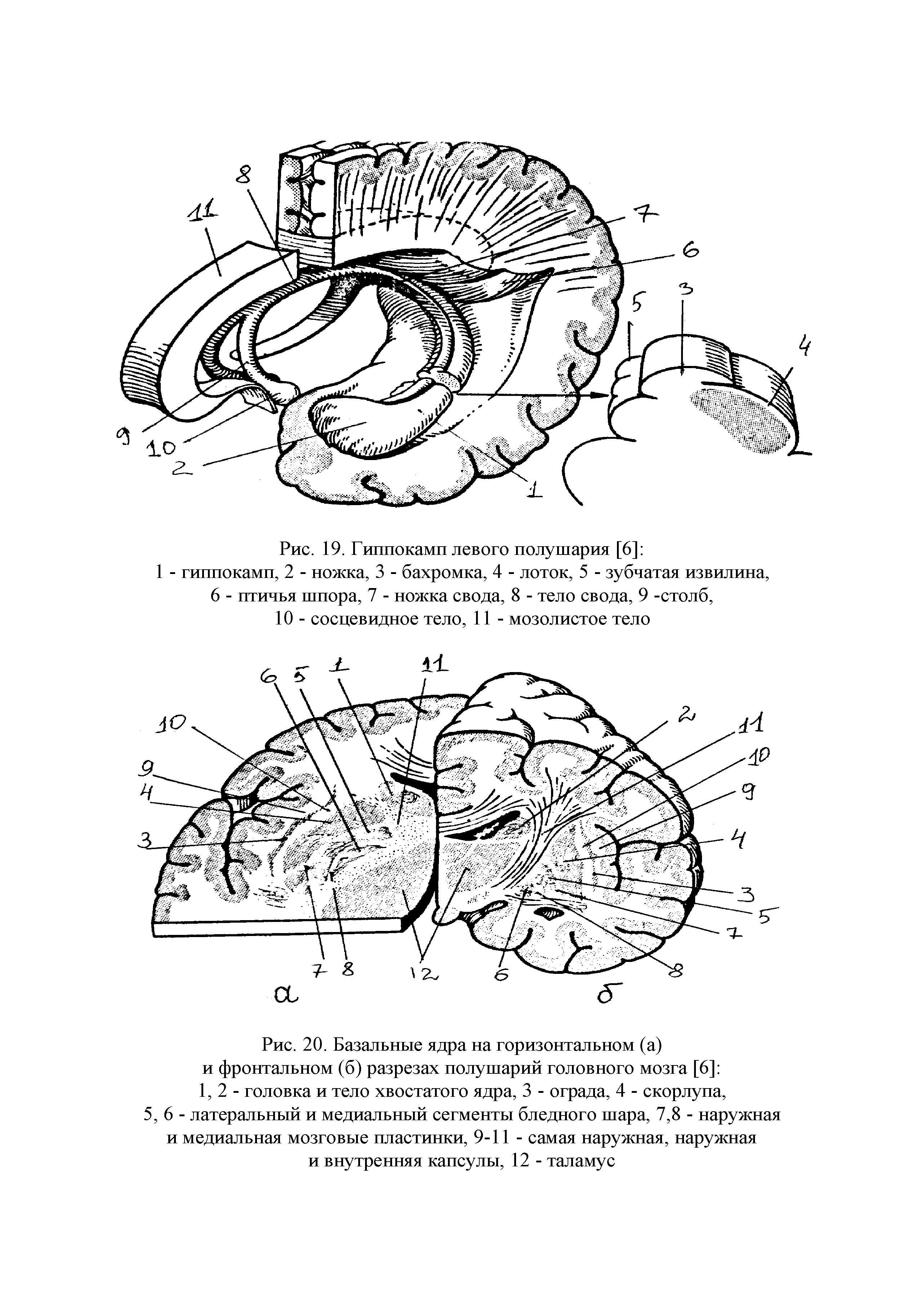 Рис. 20. Базальные ядра на горизонтальном (а) и фронтальном (б) разрезах полушарий головного мозга [6] 1,2- головка и тело хвостатого ядра, 3 - ограда, 4 - скорлупа, 5,6- латеральный и медиальный сегменты бледного шара, 7,8 - наружная и медиальная мозговые пластинки, 9-11 - самая наружная, наружная и внутренняя капсулы, 12 - таламус...