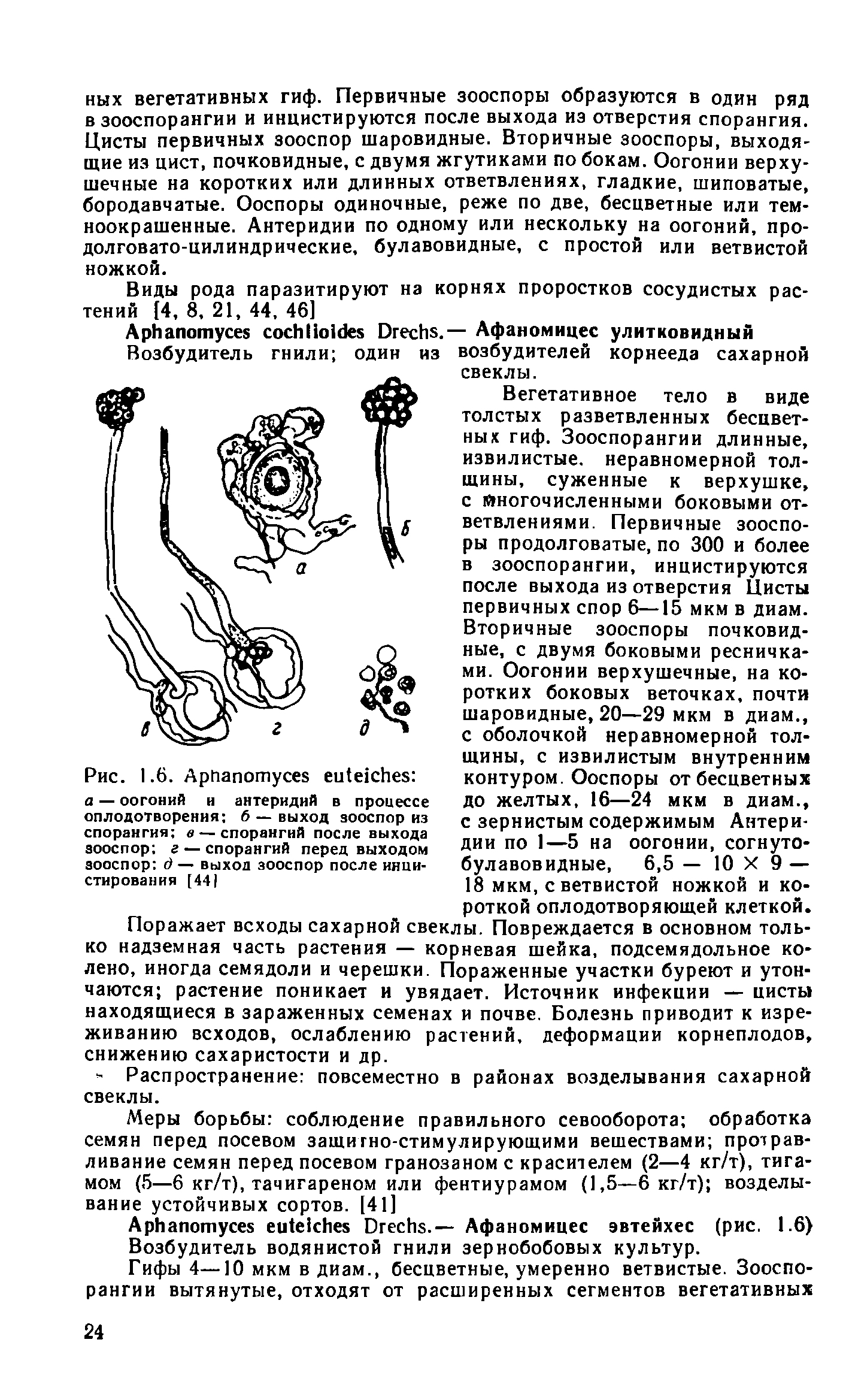 Рис. 1.6. АрГтапотусез е екИев а — оогоний н антеридий в процессе оплодотворения б — выход зооспор из спорангия в — спорангий после выхода зооспор г — спорангий перед выходом зооспор д — выход зооспор после ияци-стирования [441...