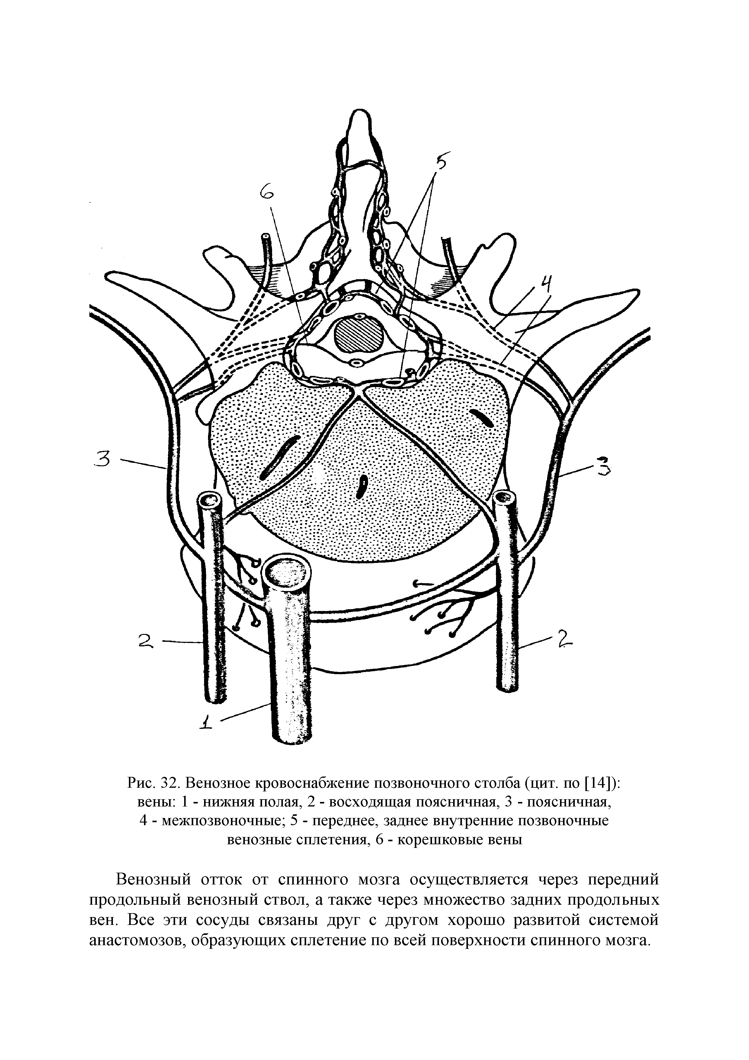 Рис. 32. Венозное кровоснабжение позвоночного столба (цит. по [14]) вены 1 - нижняя полая, 2 - восходящая поясничная, 3 - поясничная, 4 - межпозвоночные 5 - переднее, заднее внутренние позвоночные венозные сплетения, 6 - корешковые вены...