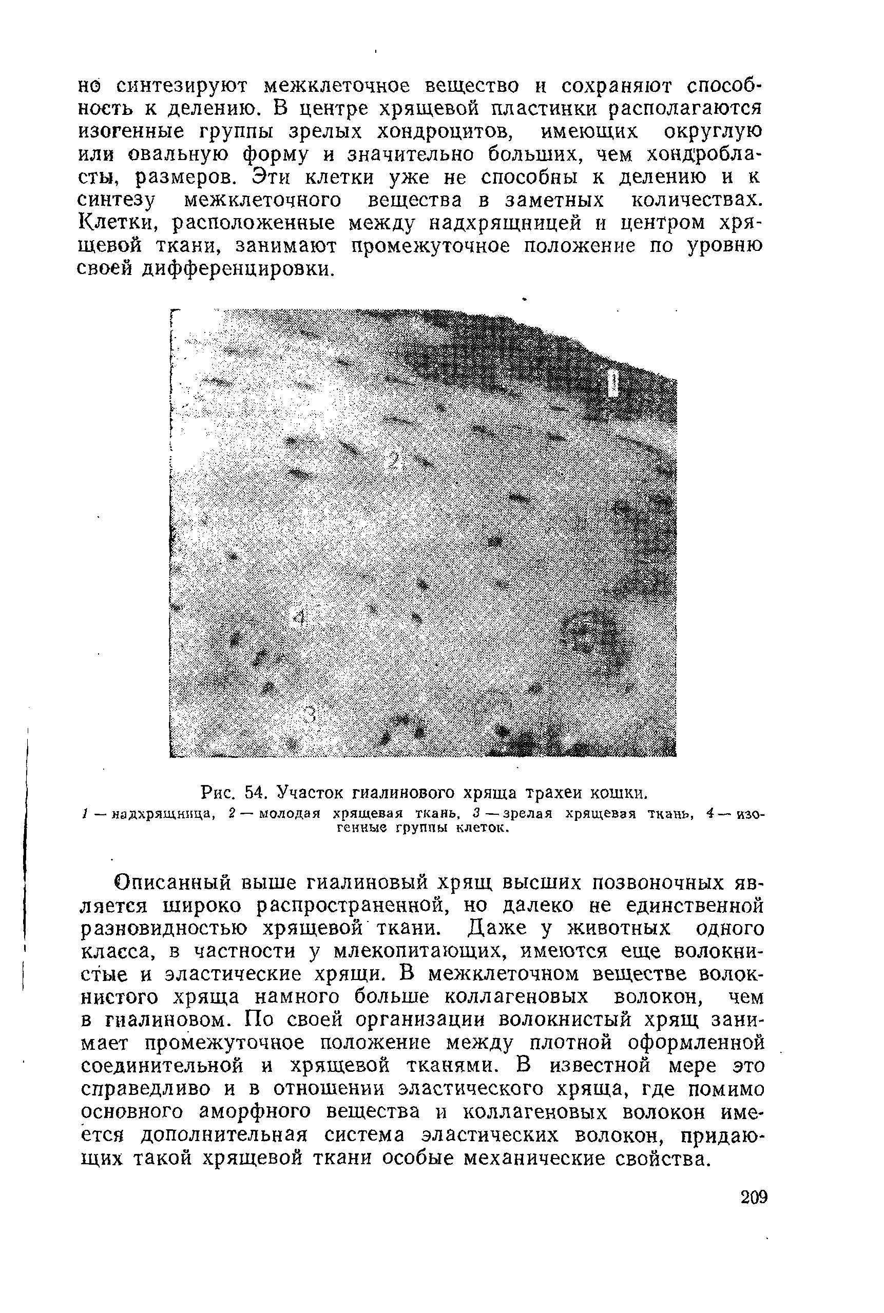 Рис. 54. Участок гиалинового хряща трахеи кошки, /—надхрящница, 2—молодая хрящевая ткань, 3—зрелая хрящевая ткань, 4—изогенные группы клеток.