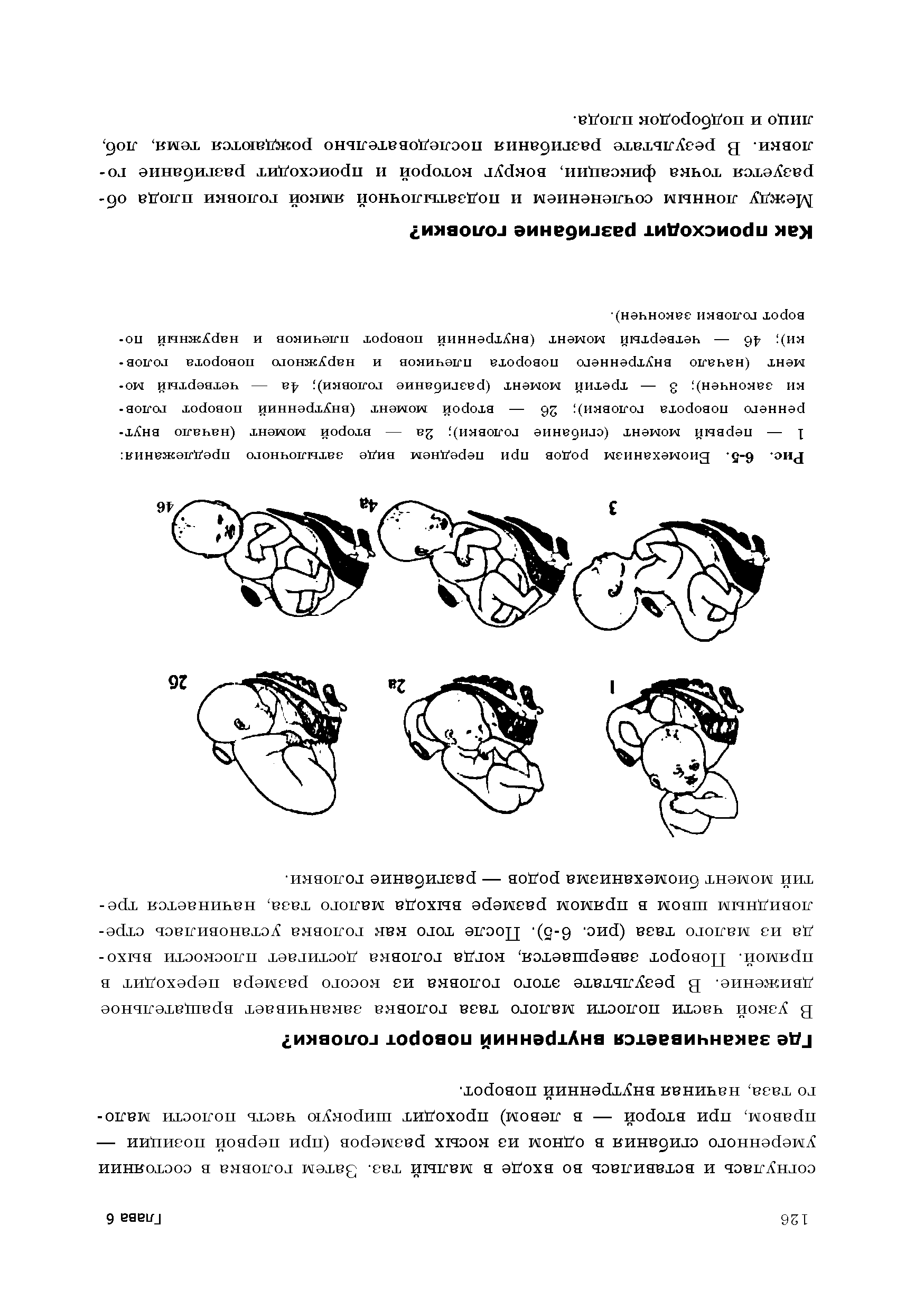 Рис. 6-5. Биомеханизм родов при переднем виде затылочного предлежания 1 — первый момент (сгибание головки) 2а — второй момент (начало внутреннего поворота головки) 26 — второй момент (внутренний поворот голов-...