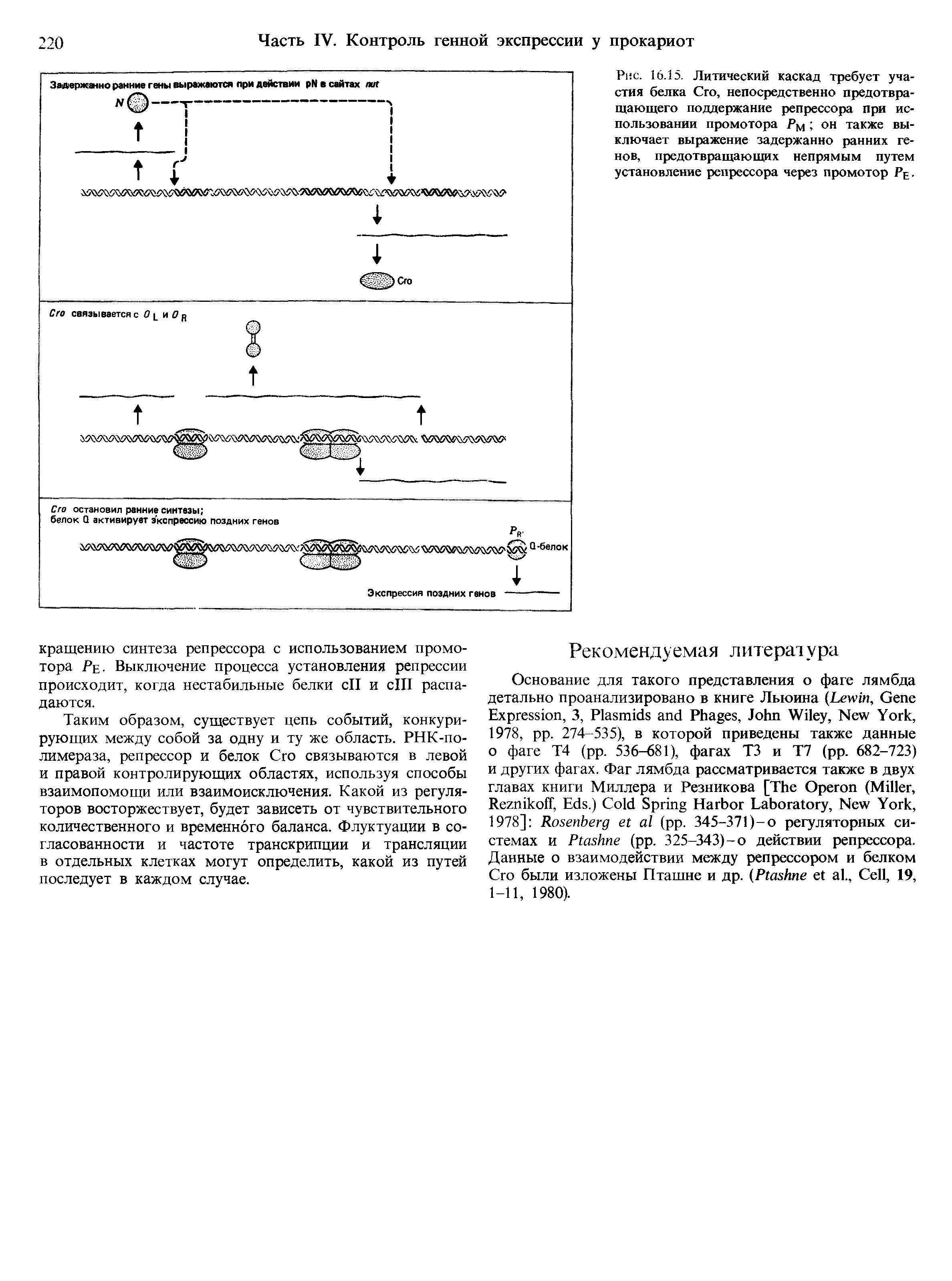 Рис. 16.15. Литический каскад требует участия белка Сто, непосредственно предотвращающего поддержание репрессора при использовании промотора Рм он также выключает выражение задержанно ранних генов, предотвращающих непрямым путем установление репрессора через промотор Р. ...
