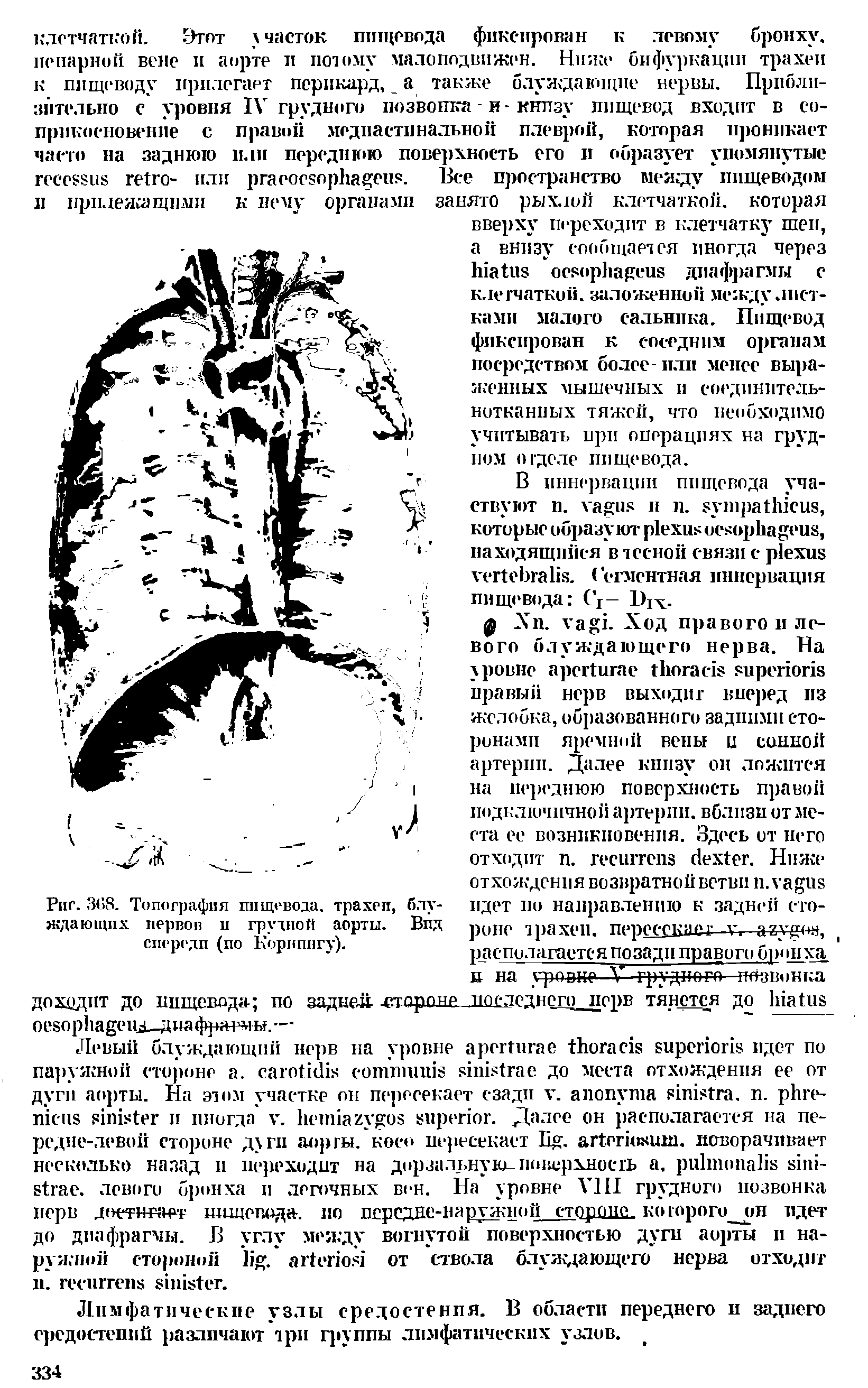 Рис. 368. Топография пищевода, трахеи, блуждающих нервов и грушой аорты. Вид спереди (по Корнингу).