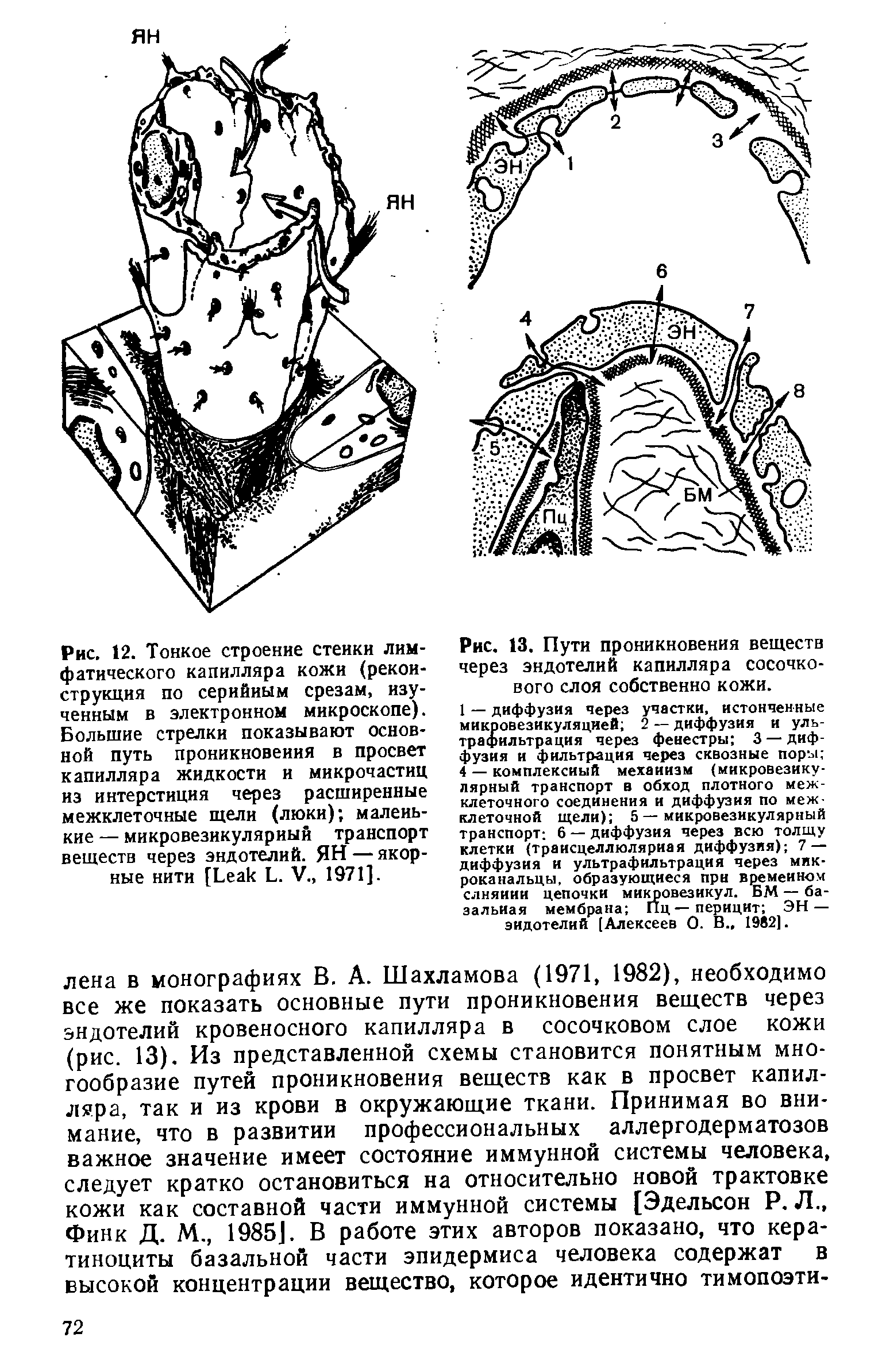 Рис. 13. Пути проникновения веществ через эндотелий капилляра сосочкового слоя собственно кожи.