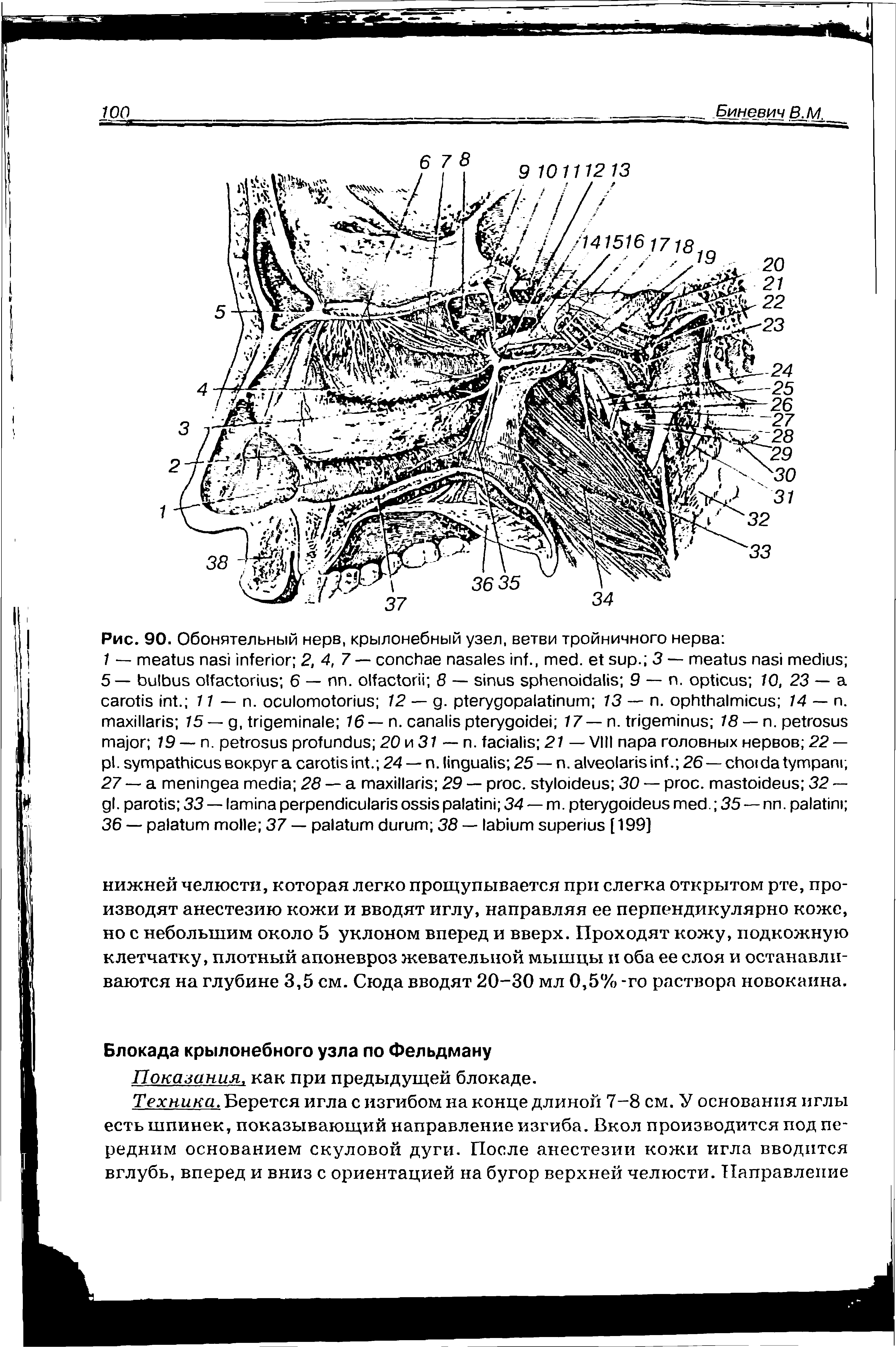 Рис. 90. Обонятельный нерв, крылонебный узел, ветви тройничного нерва ...