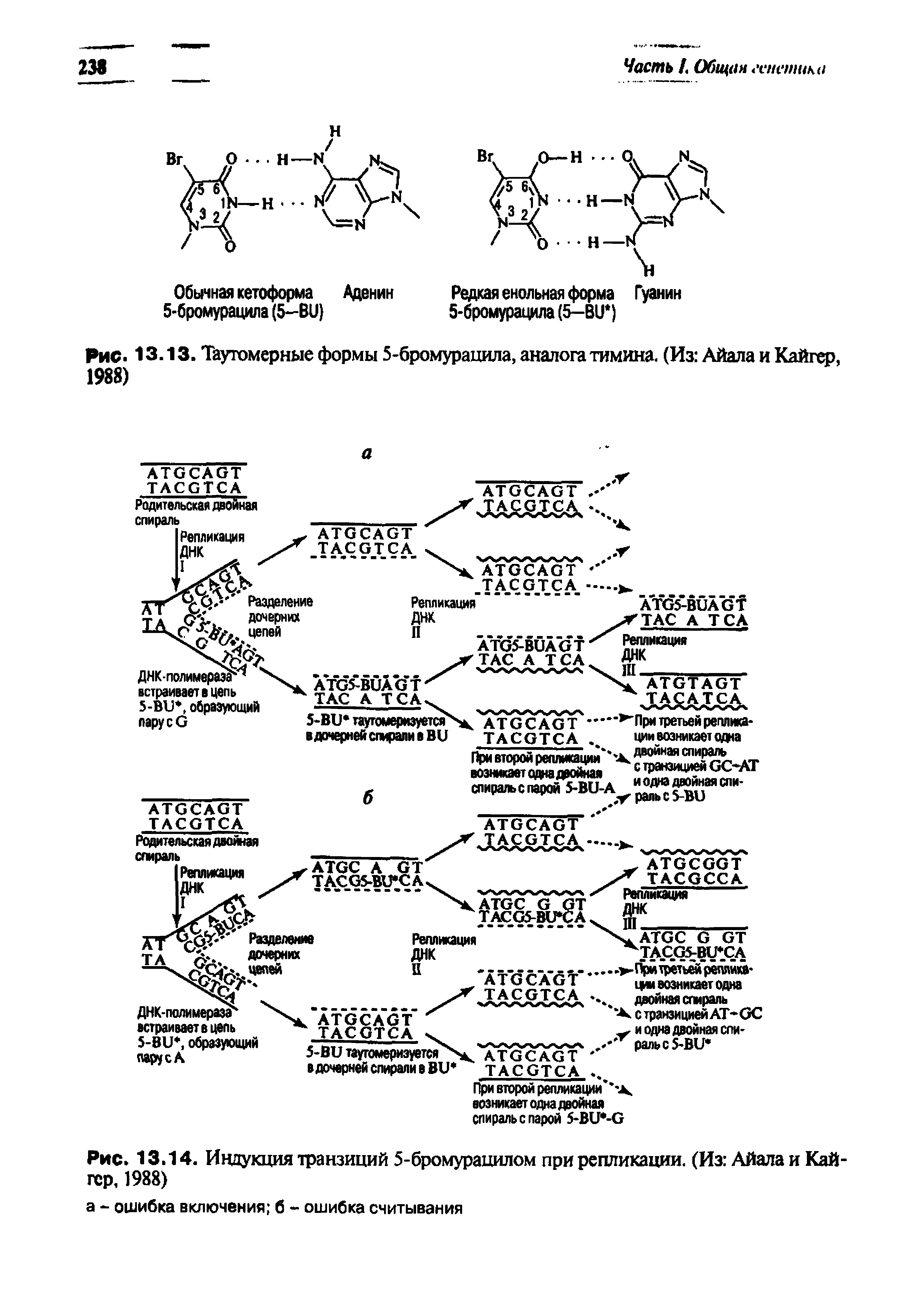 Рис. 13.14. Индукция транзиций 5-бромурацилом при репликации. (Из Айала и Кайгер, 1988)...