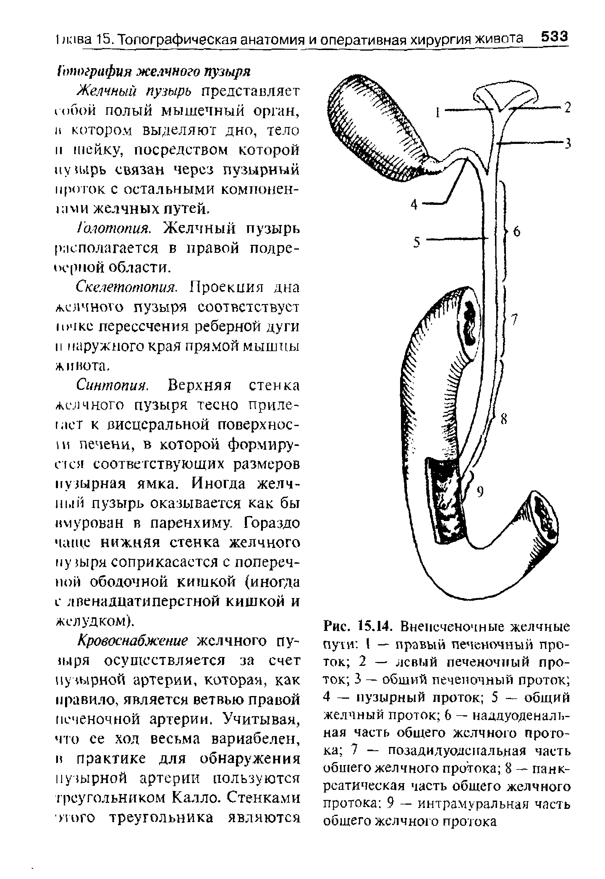 Рис. 15.14. Внепеченочные желчные пули I — правый печеночный проток 2 — левый печеночный проток 3 — общий печеночный проток 4 — пузырный проток 5 — общий желчный проток 6 — наддуоденальная часть общего желчного протока 7 — позадидуодснальная часть общего желчного протока 8 — панкреатическая часть общего желчного протока 9 — интрамуральная часть общего желчного протока...