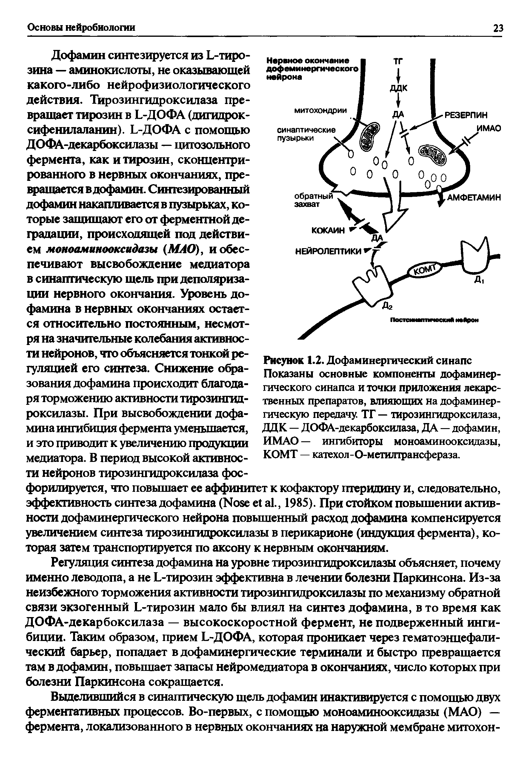 Рисунок 1.2. Дофаминергический синапс Показаны основные компоненты дофаминергического синапса и точки приложения лекарственных препаратов, влияющих на дофаминергическую передачу. ТГ — тирозингидроксилаза, ДДК — ДОФА-декарбоксилаза, ДА — дофамин, ИМАО — ингибиторы моноаминооксидазы, КОМТ — катехол-О-метилтрансфераза.