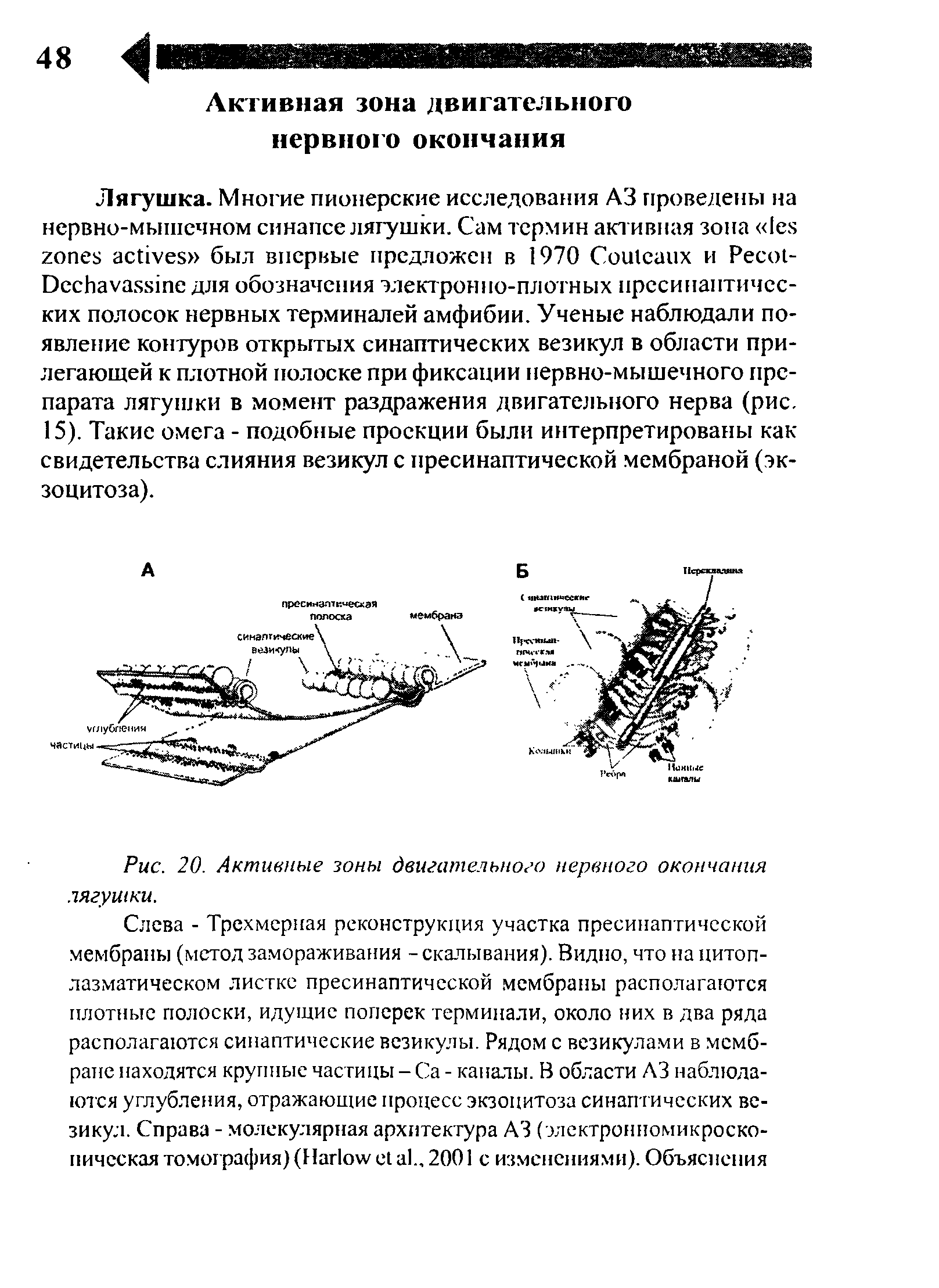 Рис. 20. Активные зоны двигательного нервного окончания лягушки.