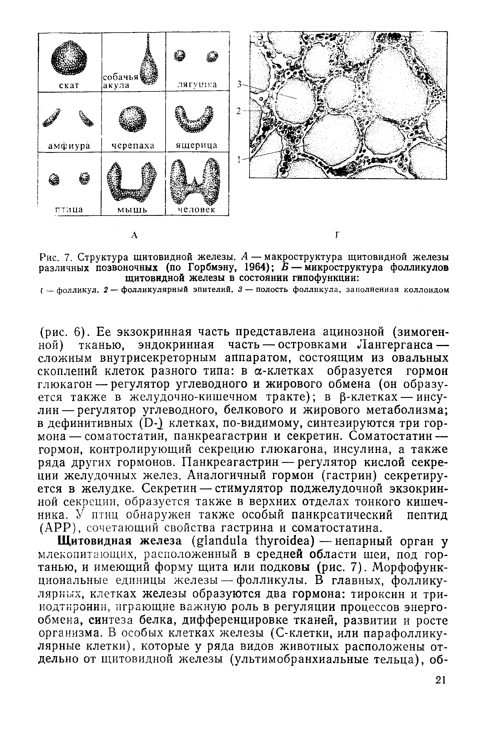 Рис. 7. Структура щитовидной железы. А — макроструктура щитовидной железы различных позвоночных (по Горбмэну, 1964) Б — микроструктура фолликулов щитовидной железы в состоянии гипофункции ...