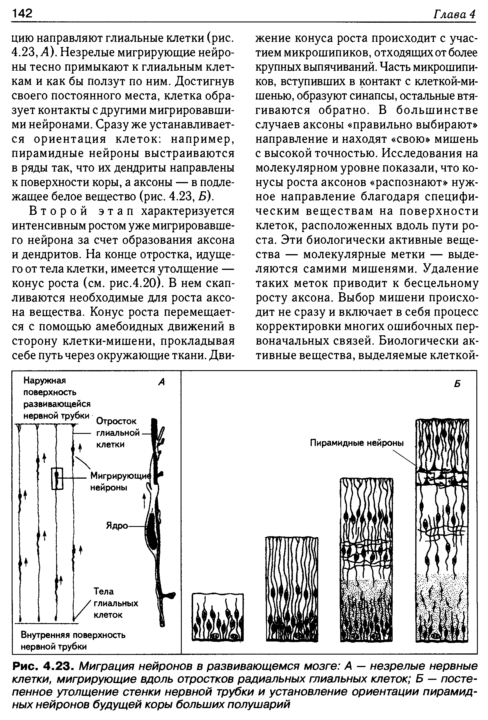 Рис. 4.23. Миграция нейронов в развивающемся мозге А — незрелые нервные клетки, мигрирующие вдоль отростков радиальных глиальных клеток Б — постепенное утолщение стенки нервной трубки и установление ориентации пирамидных нейронов будущей коры больших полушарий...