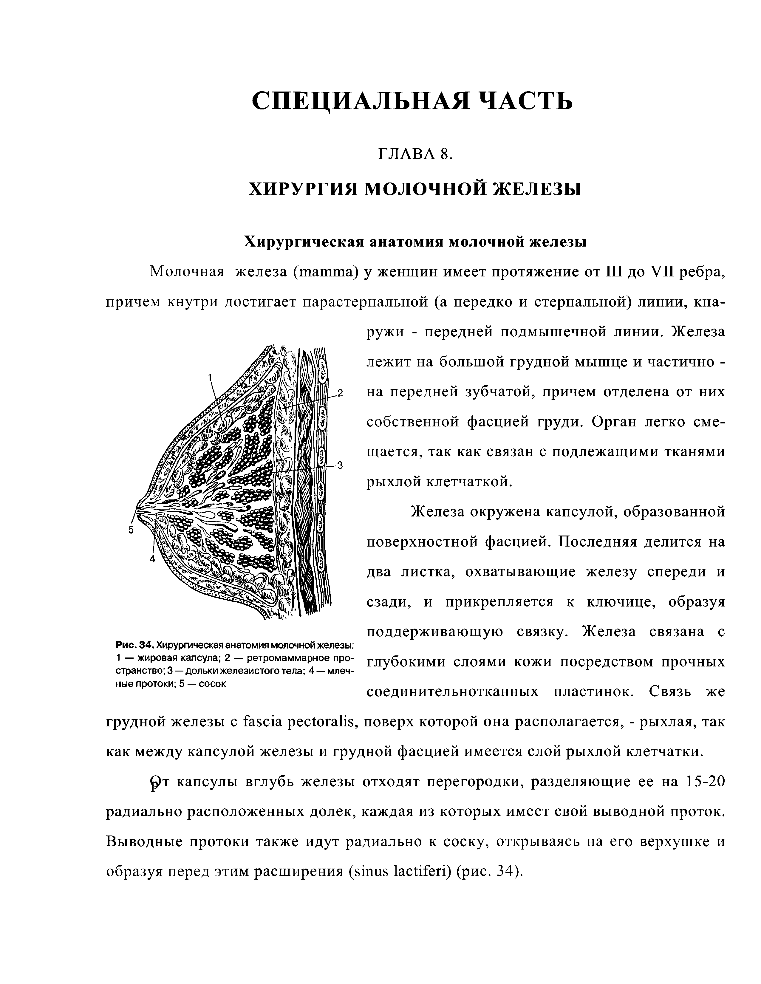 Рис. 34. Хирургическая анатомия молочной железы 1 — жировая капсула 2 — ретромаммарное пространство 3—дольки железистого тела 4 — млечные протоки 5 — сосок...