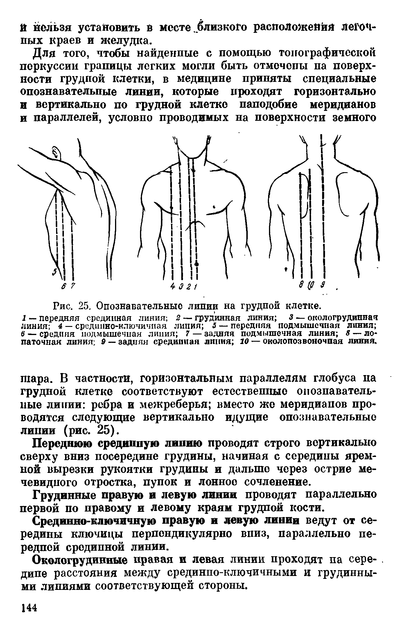 Линии грудной клетки человека схема