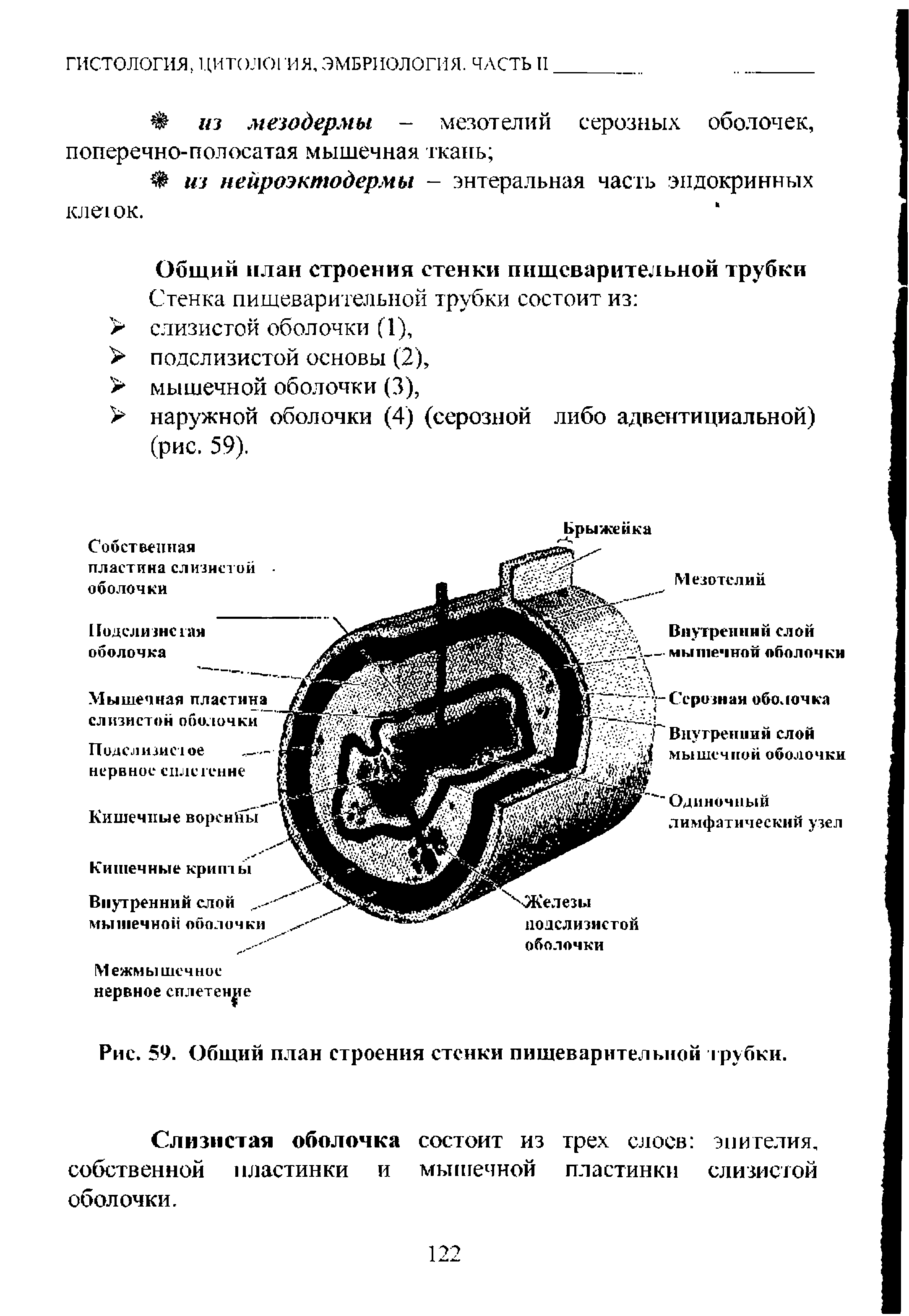 Рис. 59. Общий план строения стенки пищеварительной трубки.