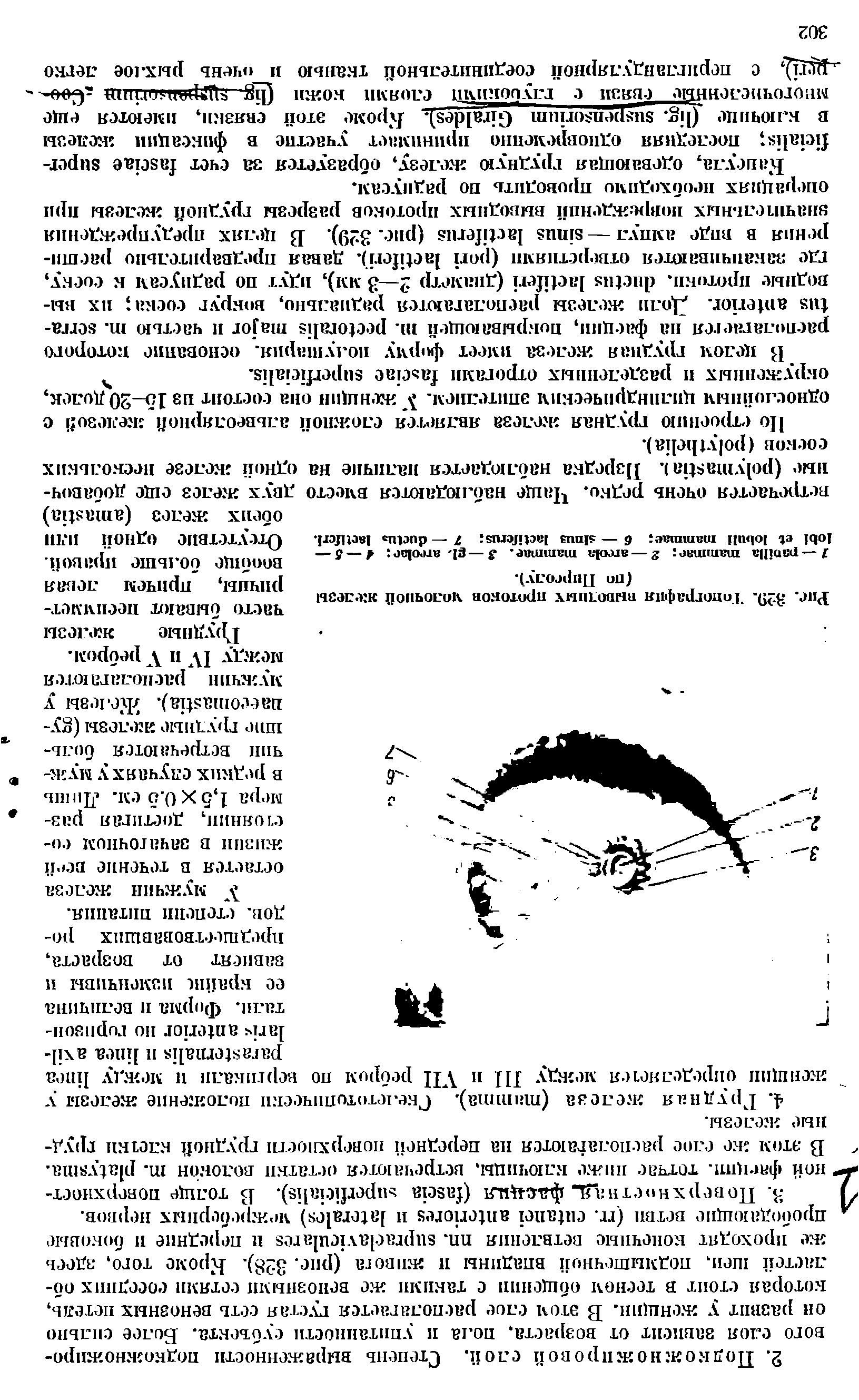 Рис. 329. Топография выводных протоков молочной железы (по Ппрсолу).