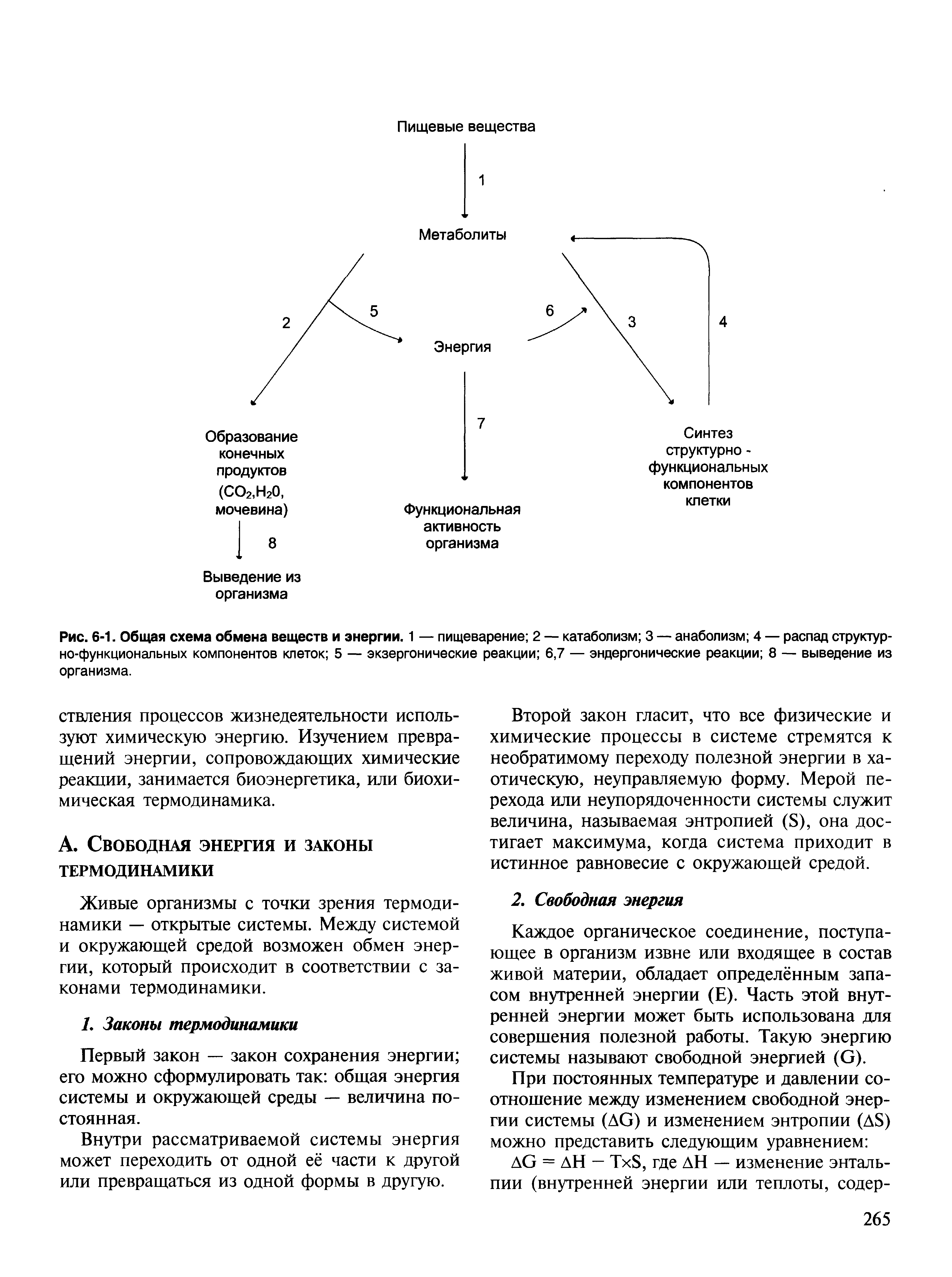 Рис. 6-1. Общая схема обмена веществ и энергии. 1 — пищеварение 2 — катаболизм 3 — анаболизм 4 — распад структурно-функциональных компонентов клеток 5 — экзергонические реакции 6,7 — эндергонические реакции 8 — выведение из организма.