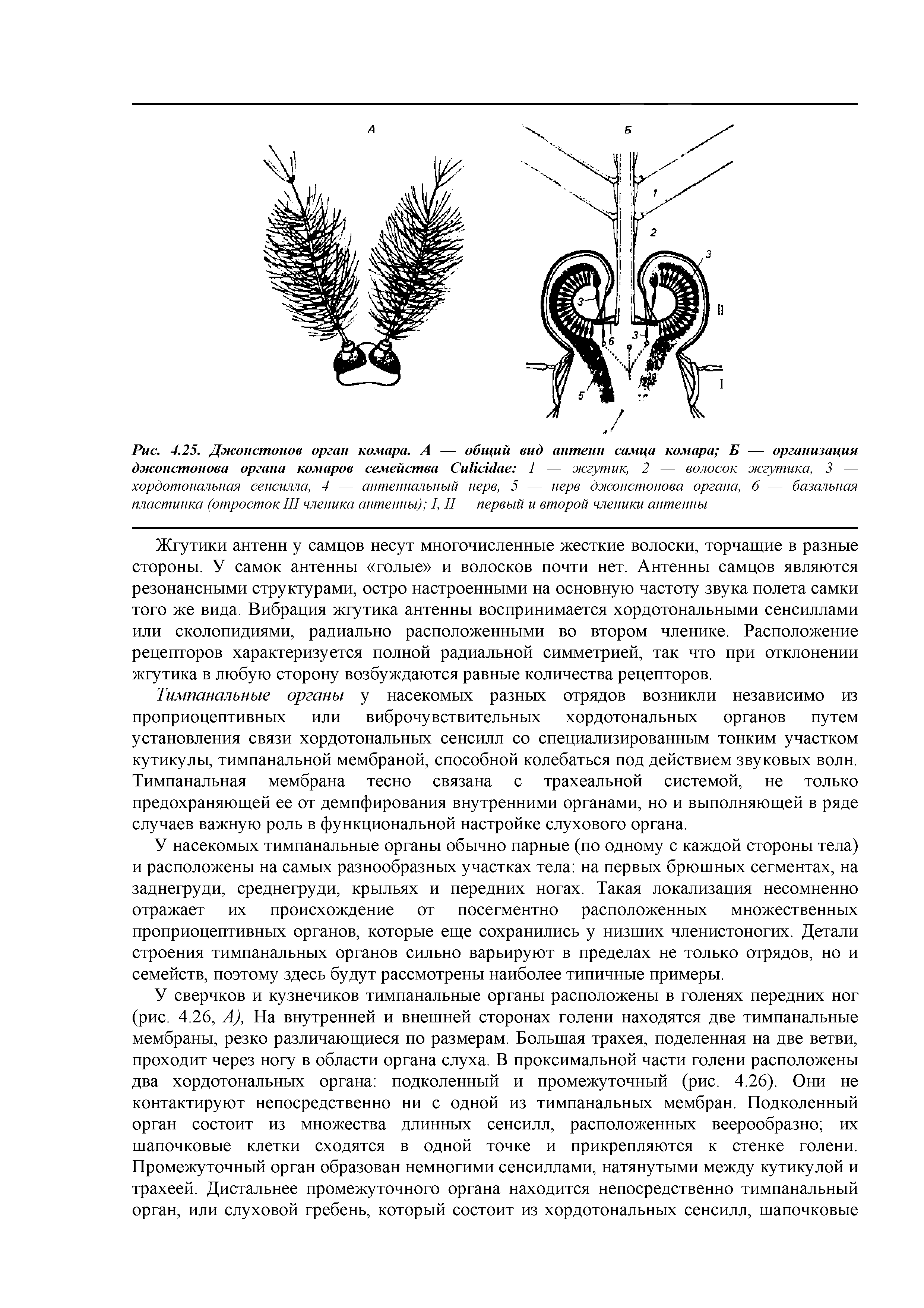 Рис. 4.25. Джонстонов орган комара. А — общий вид антенн самца комара Б — организация джонстонова органа комаров семейства СиИсй1ае 1 — жгутик, 2 — волосок жгутика, 3 — хордотональная сенсилла, 4 — антеннальный нерв, 5 — нерв джонстонова органа, б — базальная пластинка (отросток III членика антенны) I, II — первый и второй членики антенны...