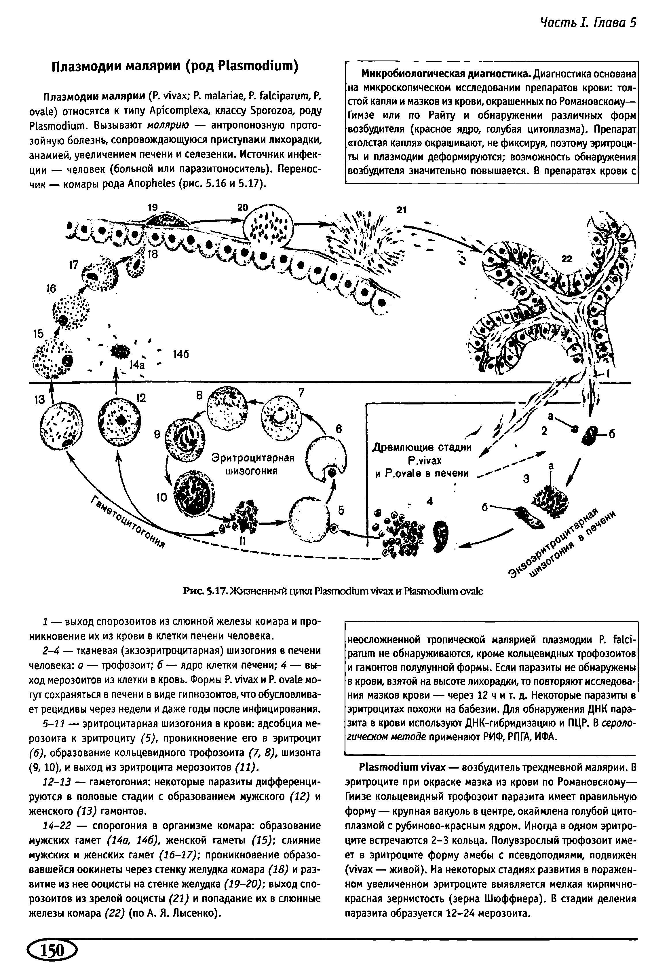 Рис. 5.17. Жизненный цикл P и P ...