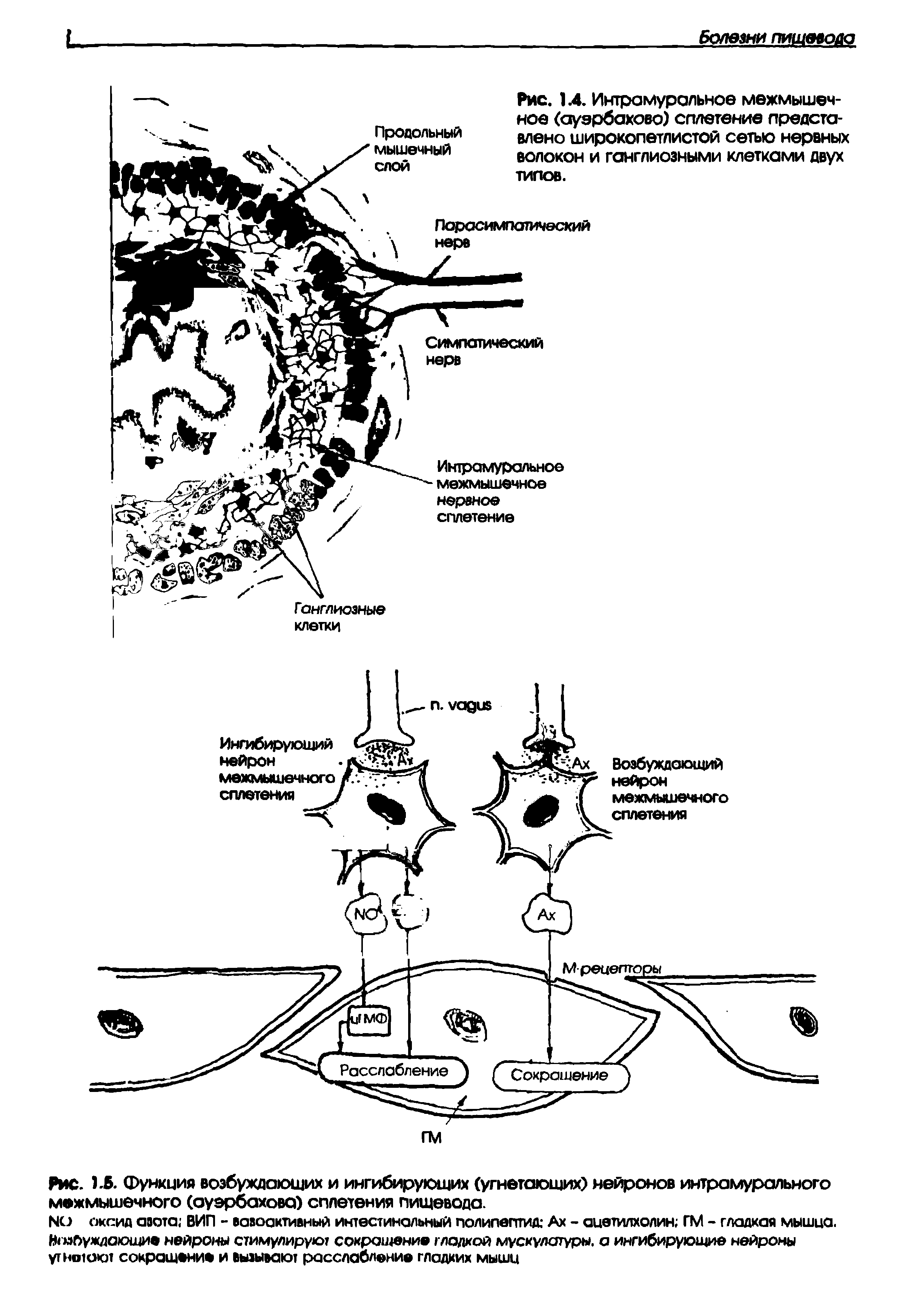 Рис. 1.5. Функция возбуждающих и ингибирующих (угнетающих) нейронов интрамурального межмышечного (оуэрбахова) сплетения пищевода.