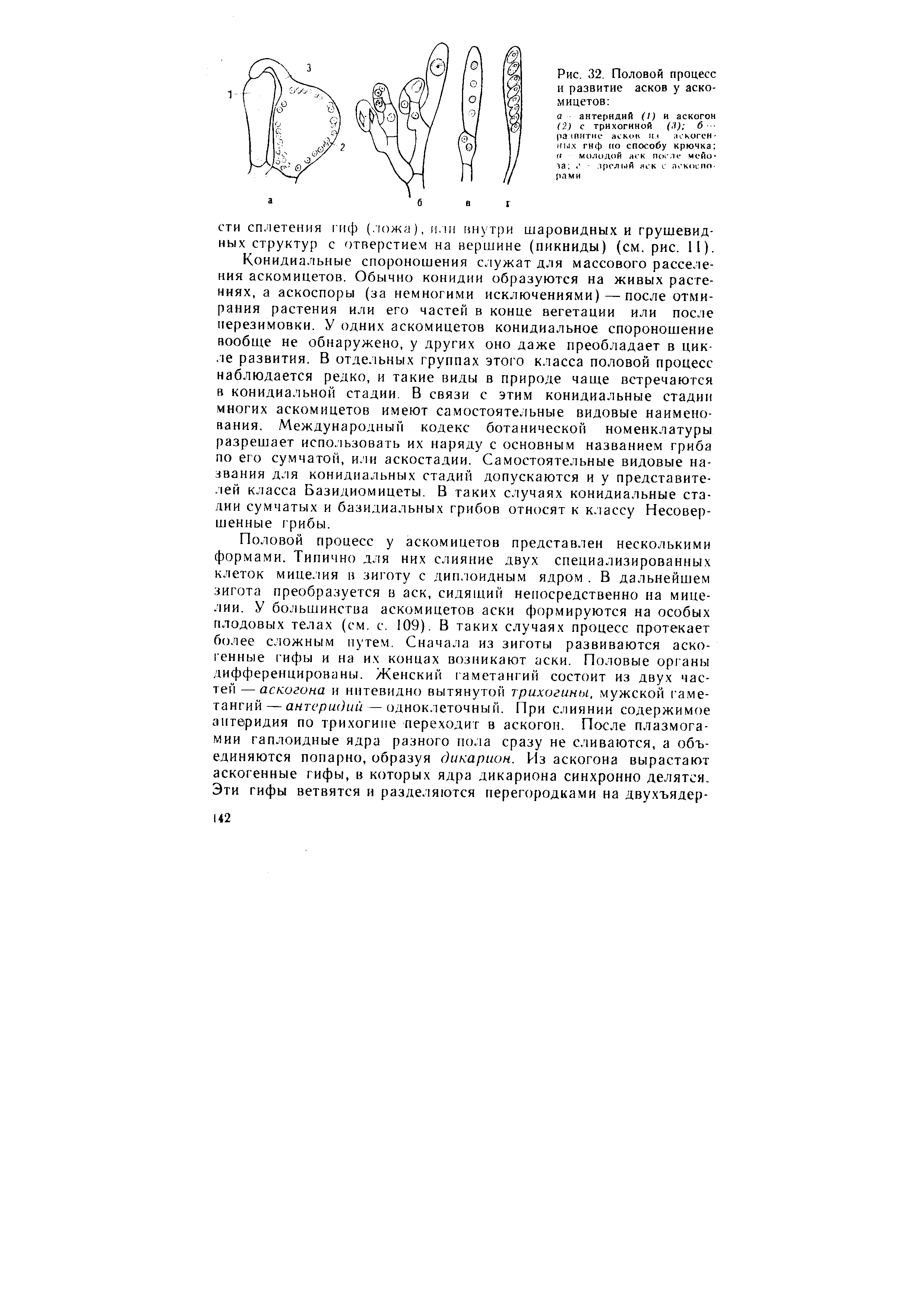 Рис. 32. Половой процесс и развитие асков у аско-мицетов ...