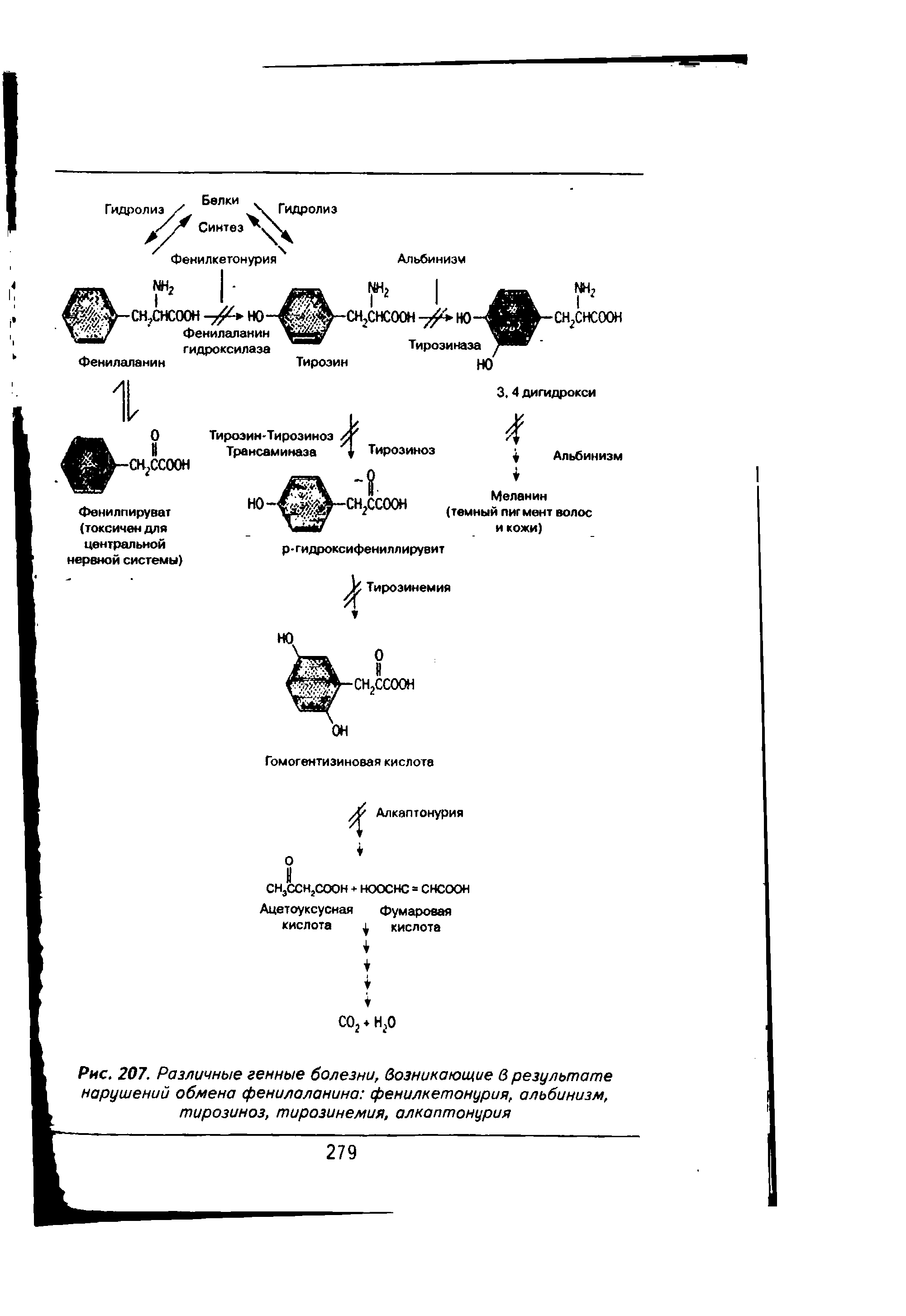 Рис. 207. Различные генные болезни, возникающие в результате нарушений обмена фенилаланина фенилкетонурия, альбинизм, тирозиноз, тирозинемия, алкаптонурия...