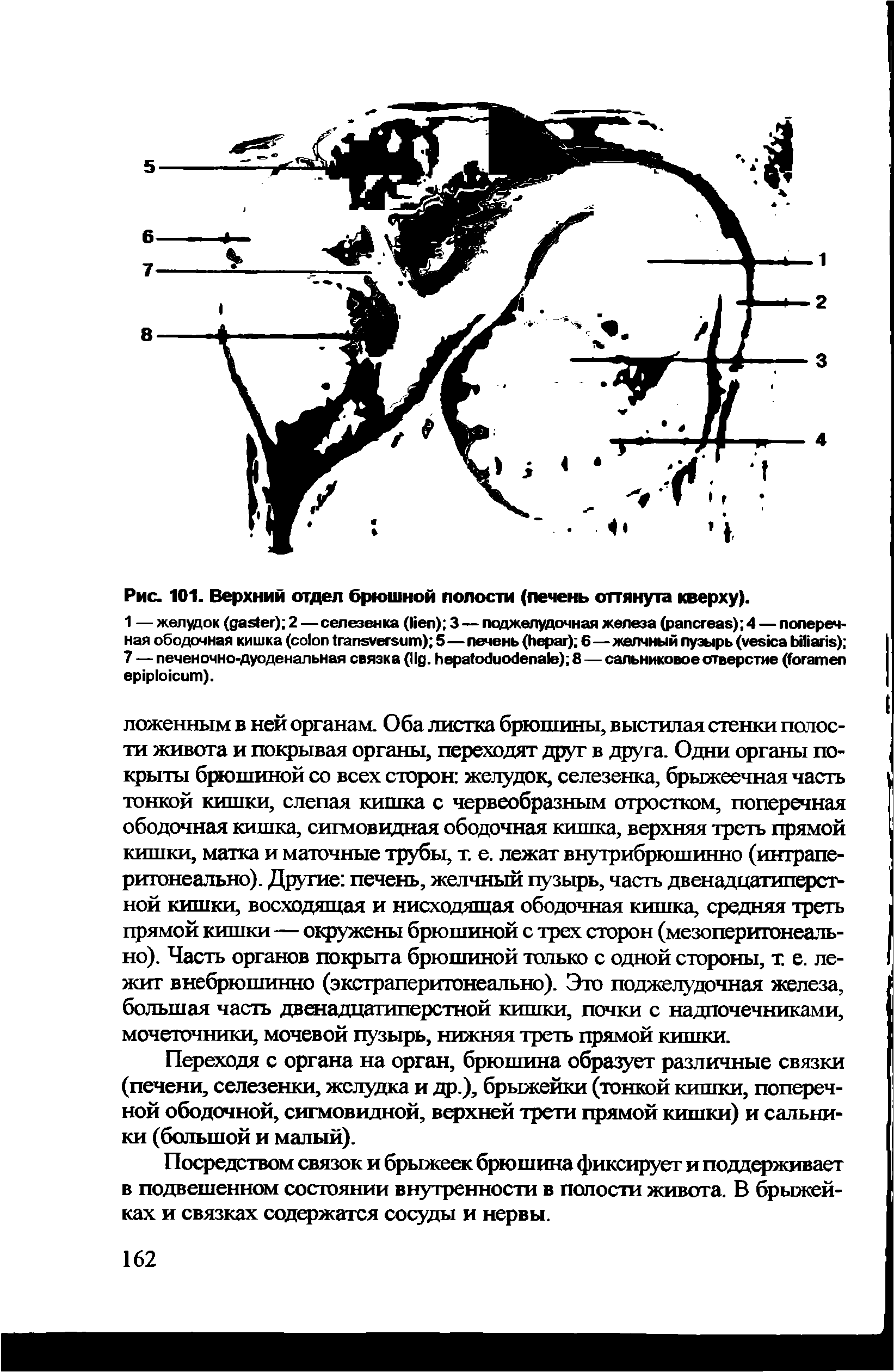 Рис. 101. Верхним отдел брюшной полости (печень оттянута кверху).