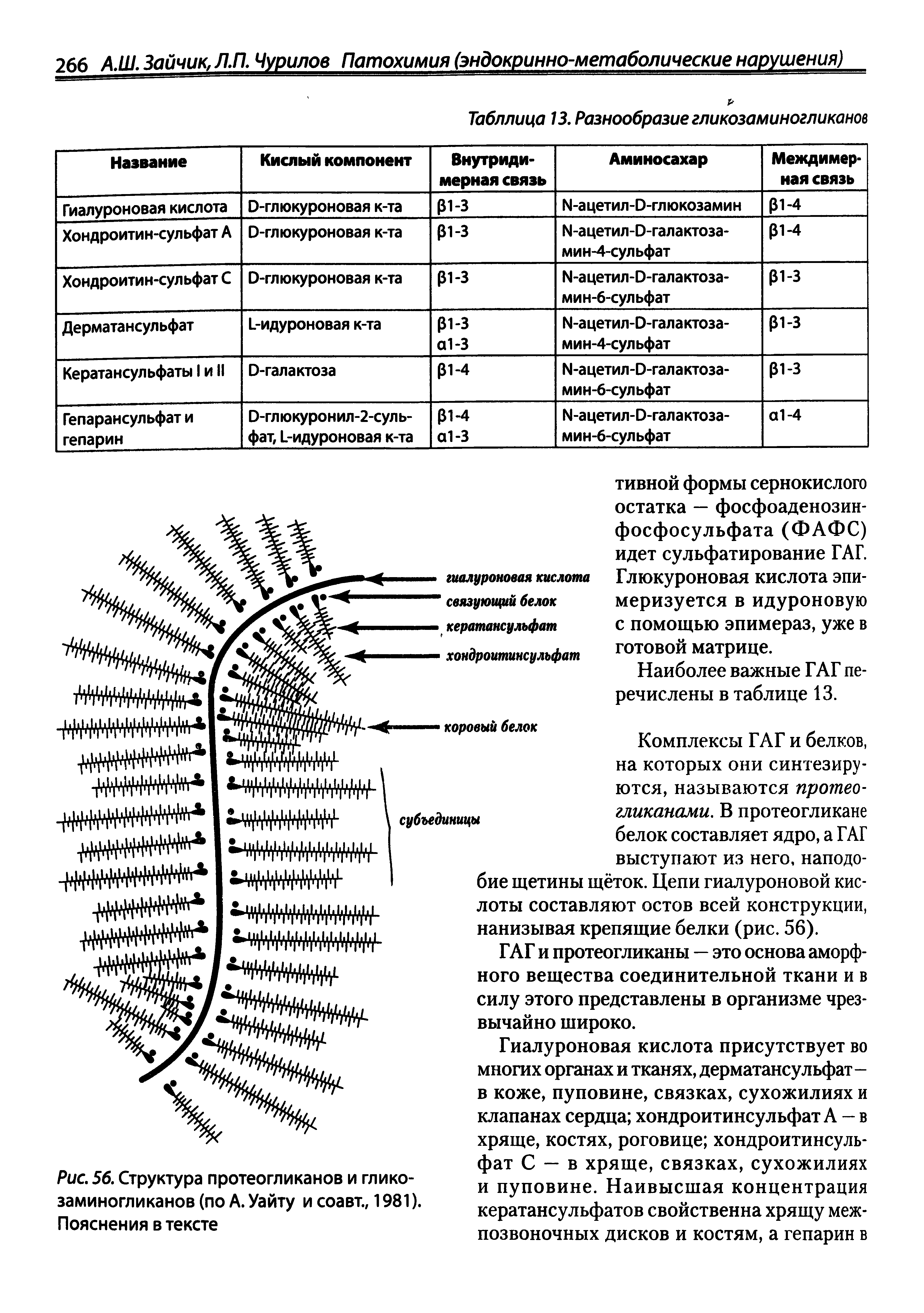 Рис. 56. Структура протеогликанов и гликозаминогликанов (по А. Уайту и соавт., 1981). Пояснения в тексте...