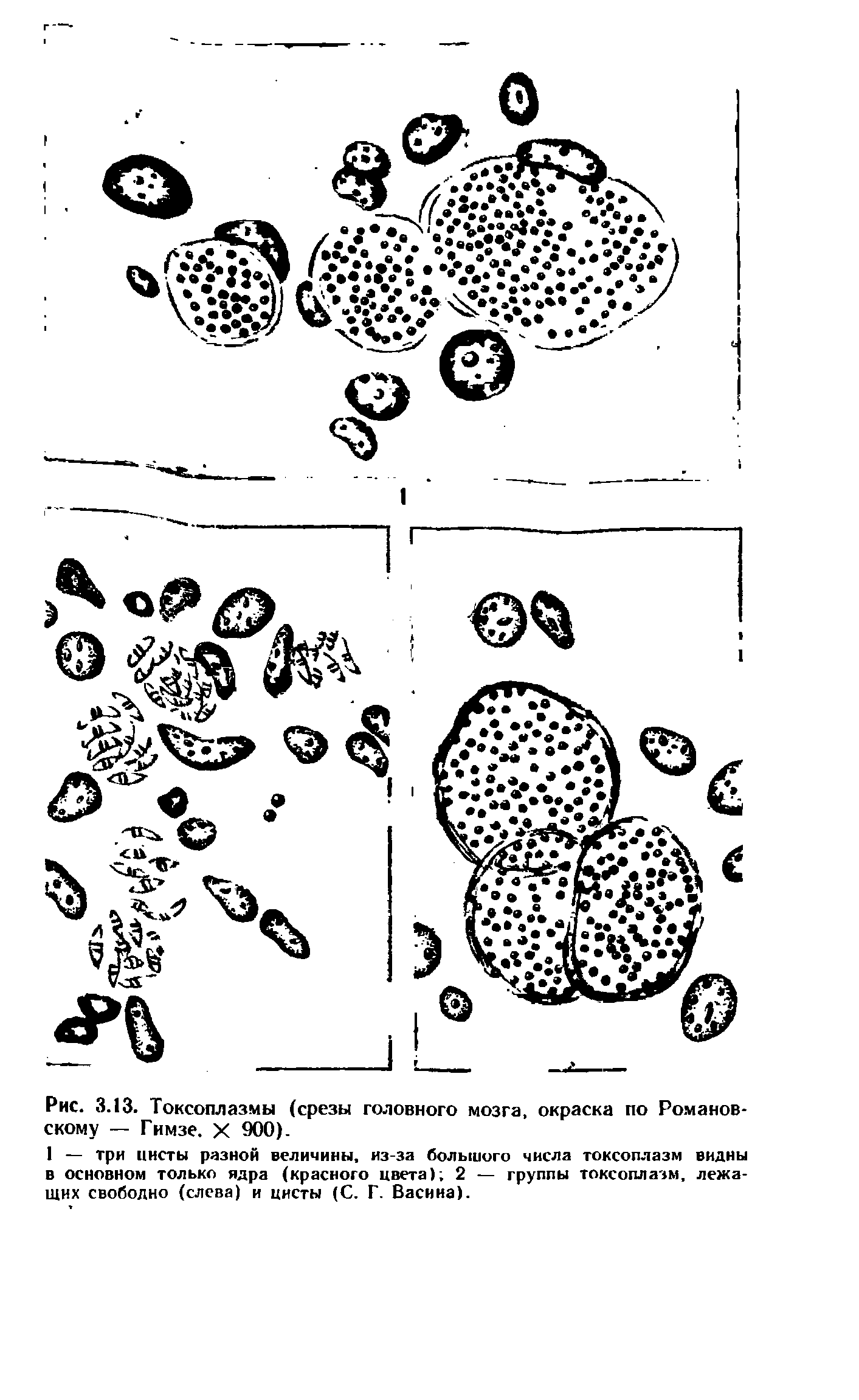 Рис. 3.13. Токсоплазмы (срезы головного мозга, окраска по Романовскому — Гимзе. X 900).