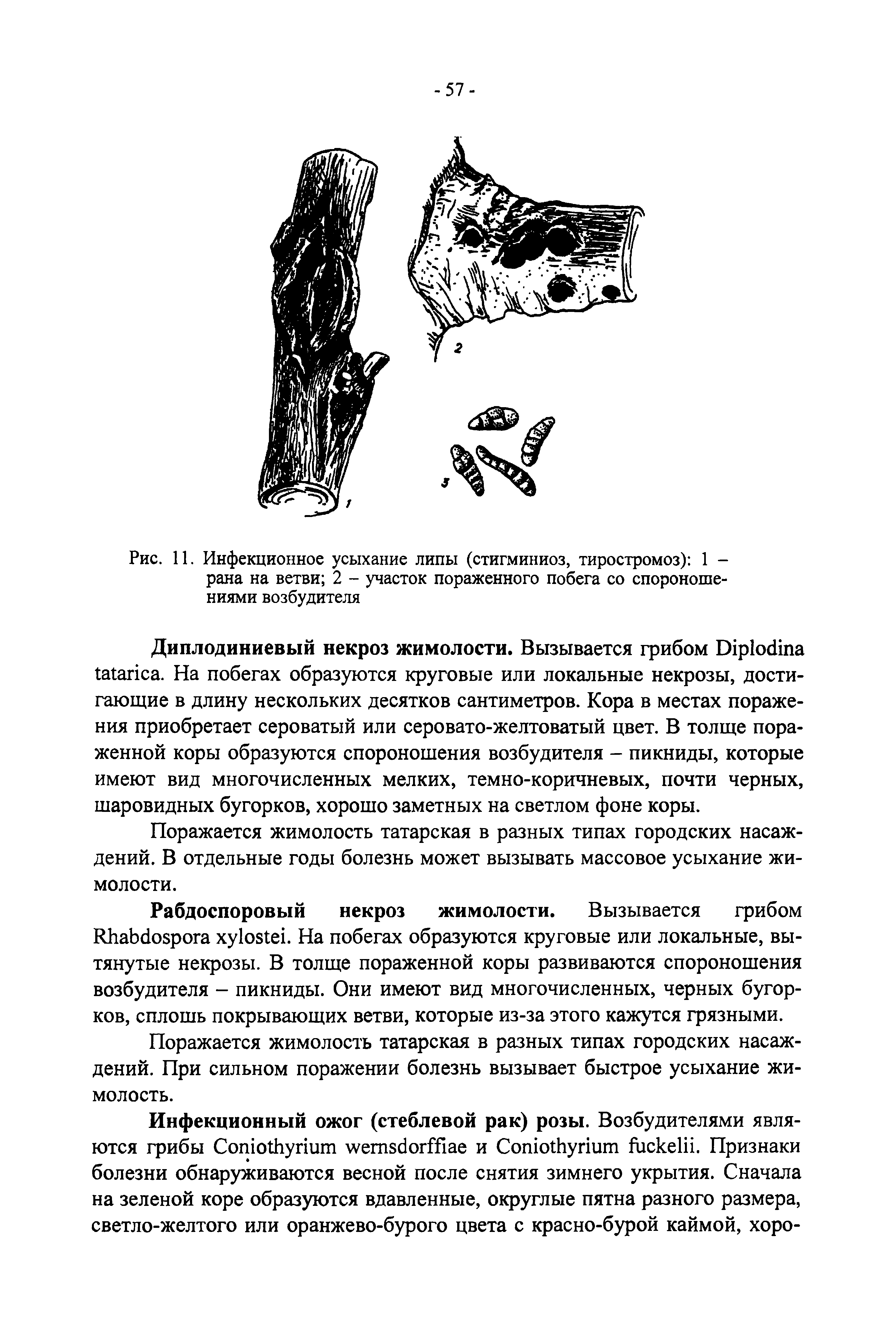 Рис. 11. Инфекционное усыхание липы (стигминиоз, тиростромоз) 1 -рана на ветви 2 - участок пораженного побега со спороноше-ниями возбудителя...