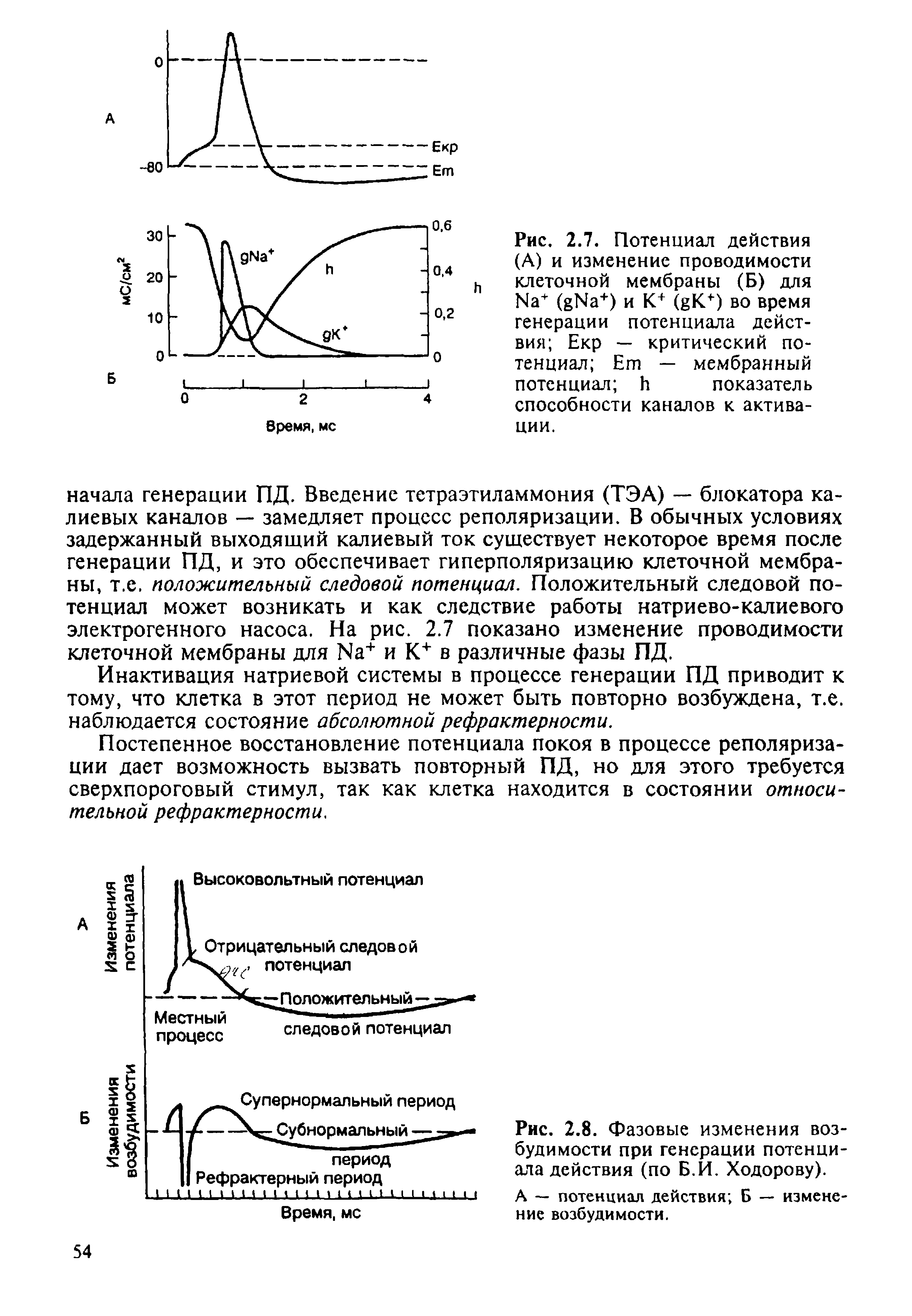 Рис. 2.8. Фазовые изменения возбудимости при генерации потенциала действия (по Б.И. Ходорову).