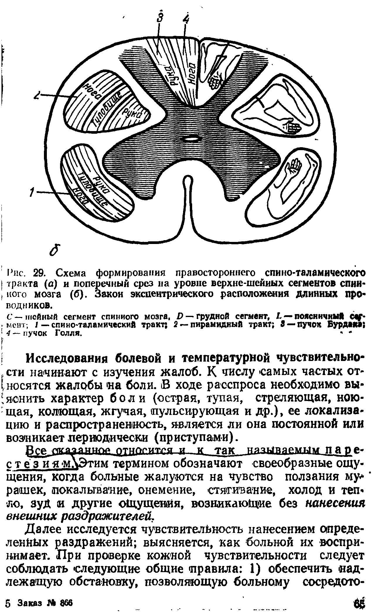 Рис. 29. Схема формирования правостороннего спино-таламического тракта (а) и поперечный срез на уровне верхне-шейиых сегментов спин, кого мозга (б). Закон эксцентрического расположения длинных проводников.