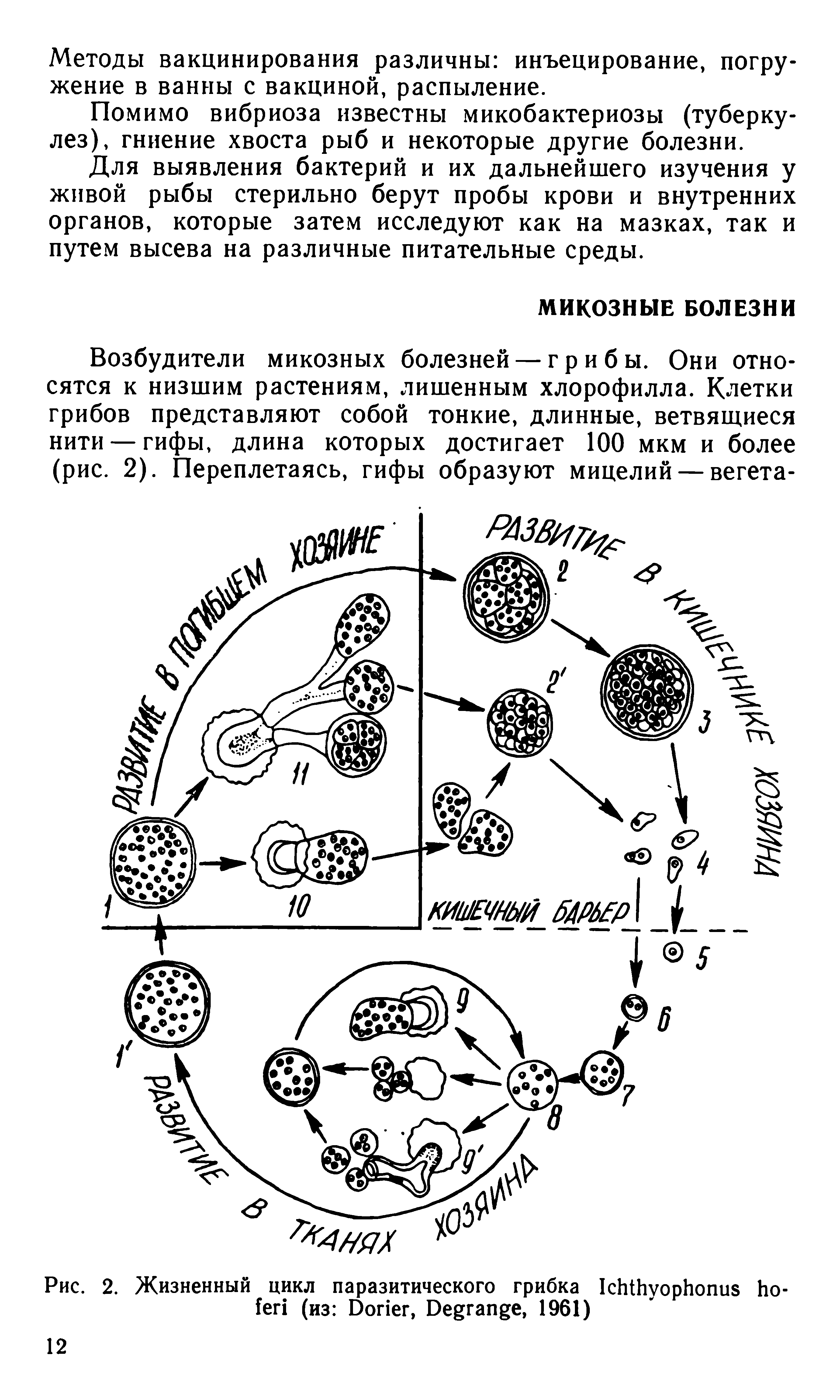 Рис. 2. Жизненный цикл паразитического грибка I (из D , D , 1961)...