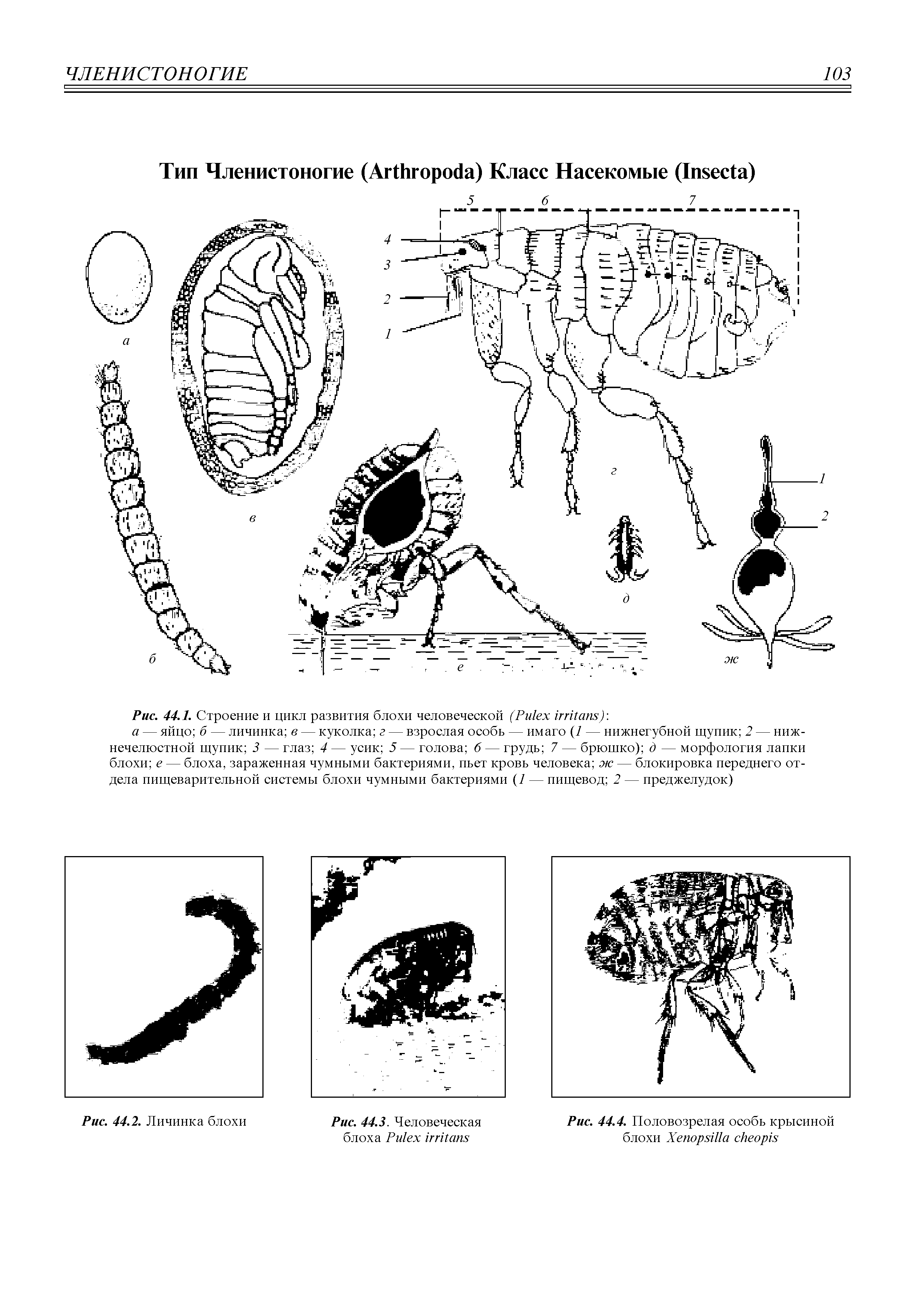 Рис. 44.1. Строение и цикл развития блохи человеческой (Ри1ех гпКтм ...