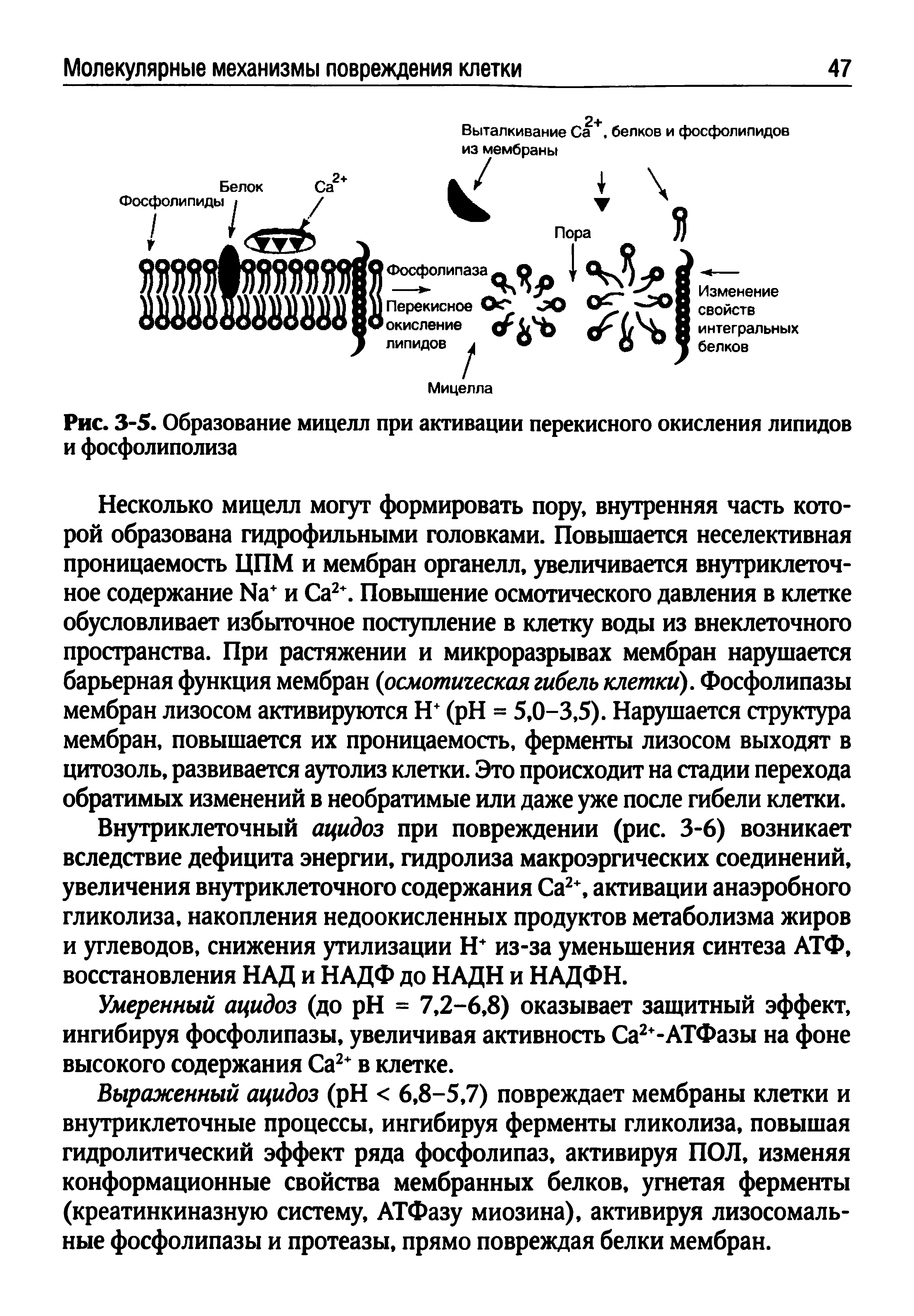 Рис. 3-5. Образование мицелл при активации перекисного окисления липидов и фосфолиполиза...