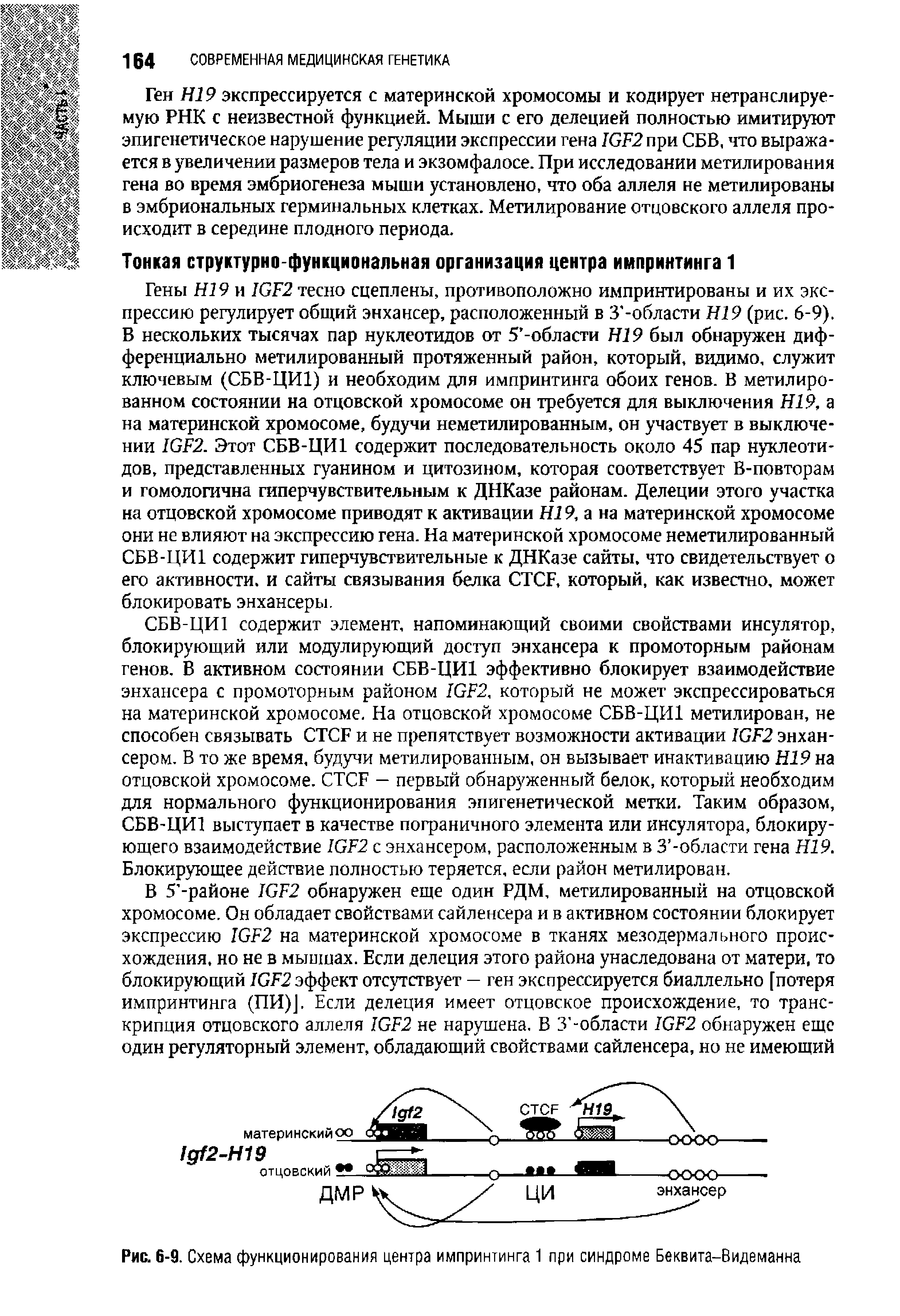 Рис. 6-9. Схема функционирования центра импринтинга 1 при синдроме Беквита-Видеманна...