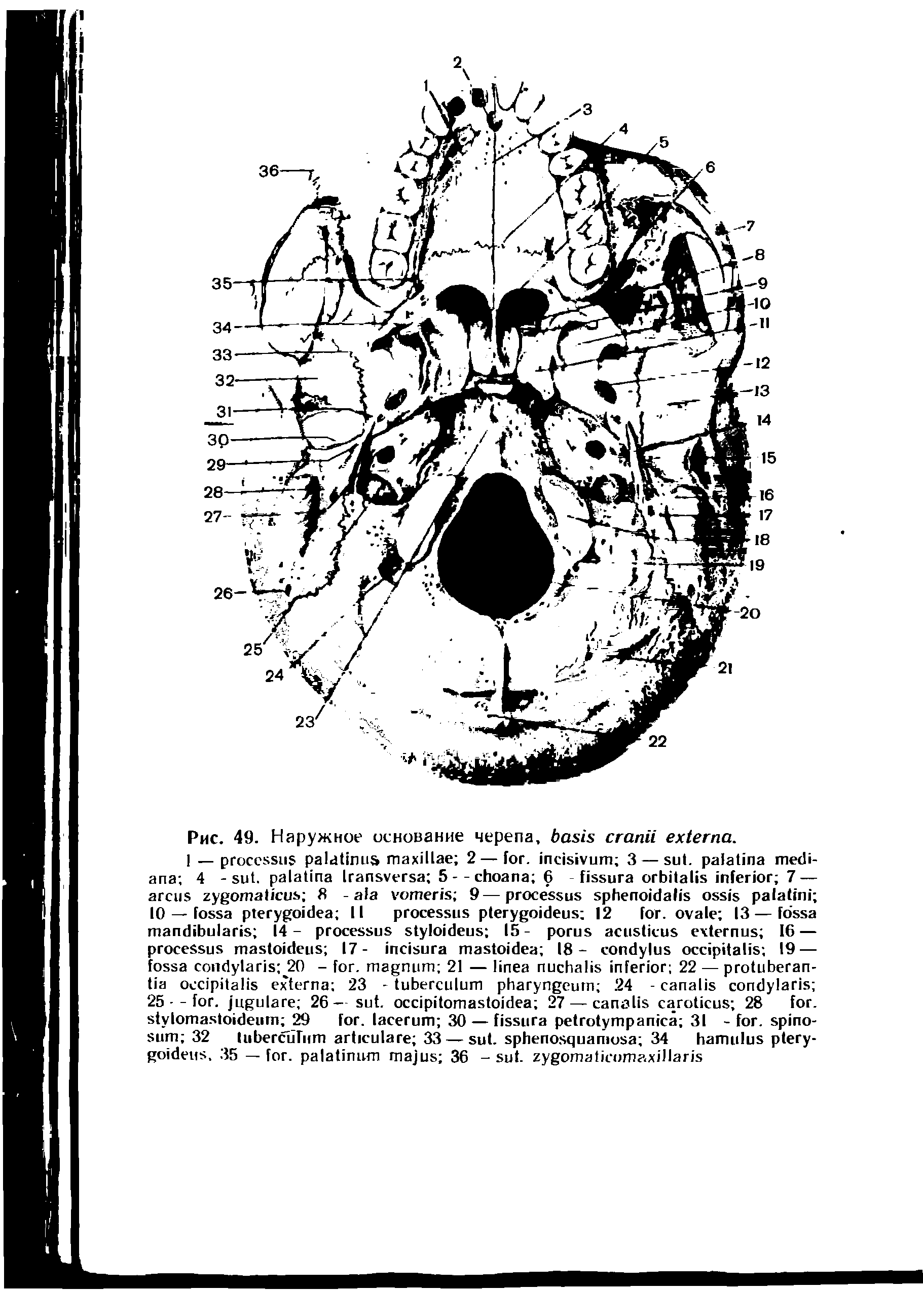 Рис. 49. Наружное основание черепа, .