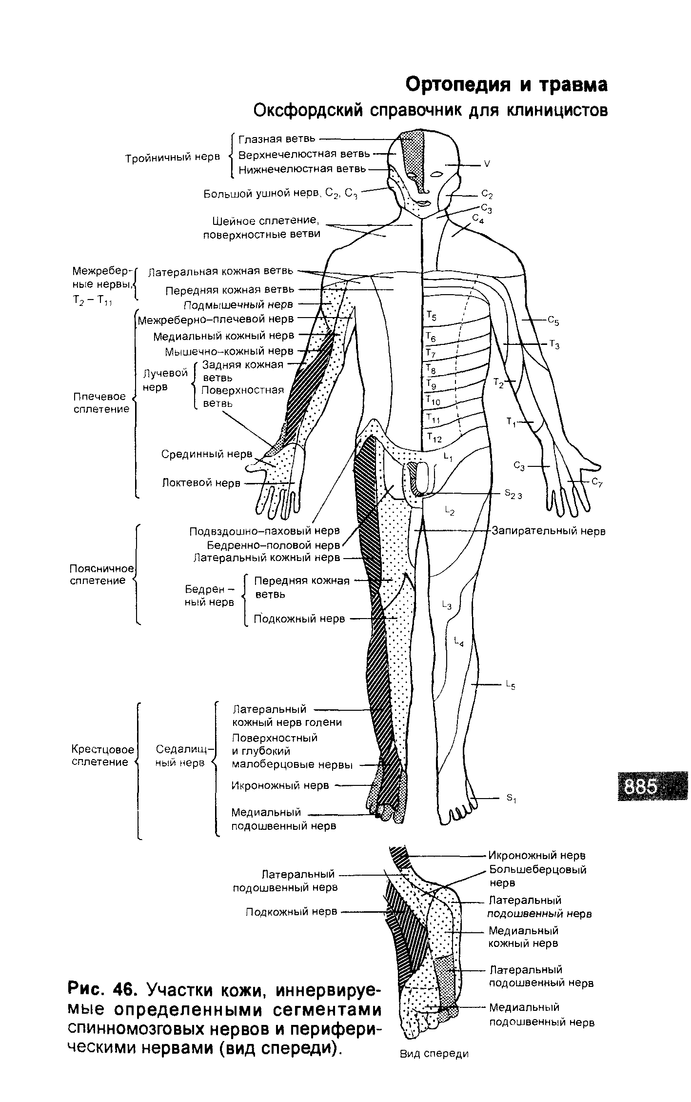 Рис. 46. Участки кожи, иннервируемые определенными сегментами спинномозговых нервов и периферическими нервами (вид спереди).