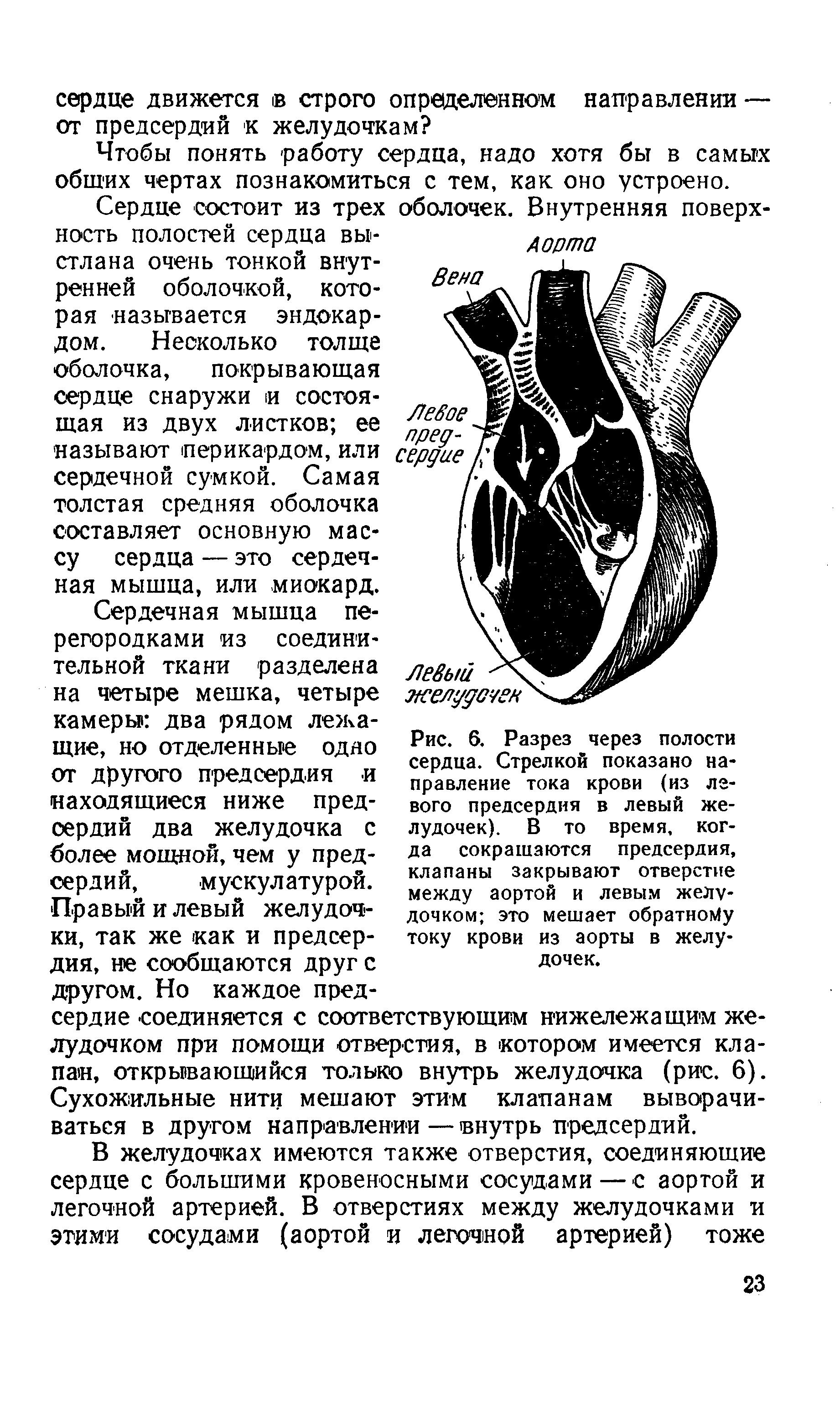 Рис. 6. Разрез через полости сердца. Стрелкой показано направление тока крови (из левого предсердия в левый желудочек). В то время, когда сокращаются предсердия, клапаны закрывают отверстие между аортой и левым желудочком это мешает обратному току крови из аорты в желудочек.