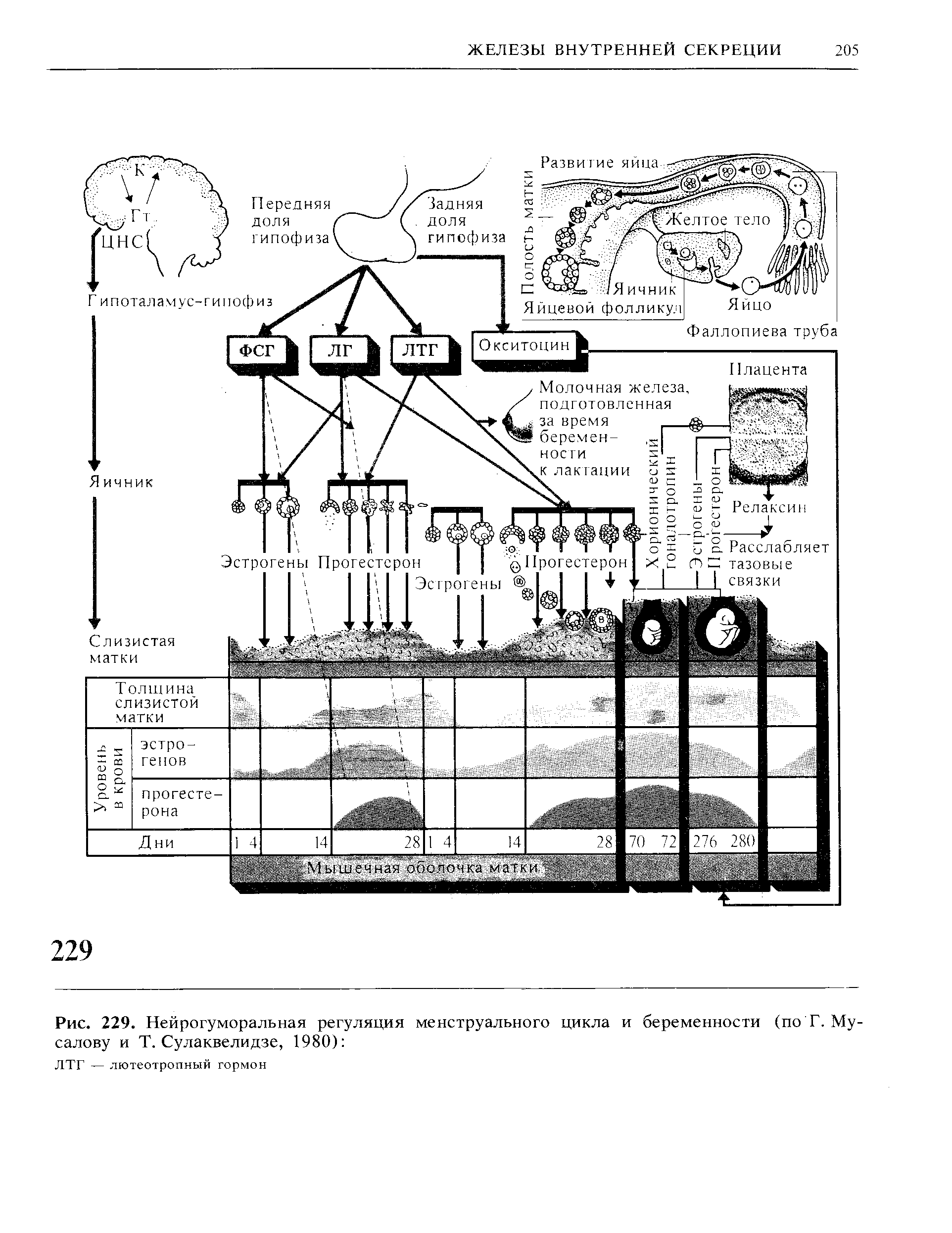 Рис. 229. Нейрогуморальная регуляция менструального цикла и беременности (по Г. Му-салову и Т. Сулаквелидзе, 1980) ...