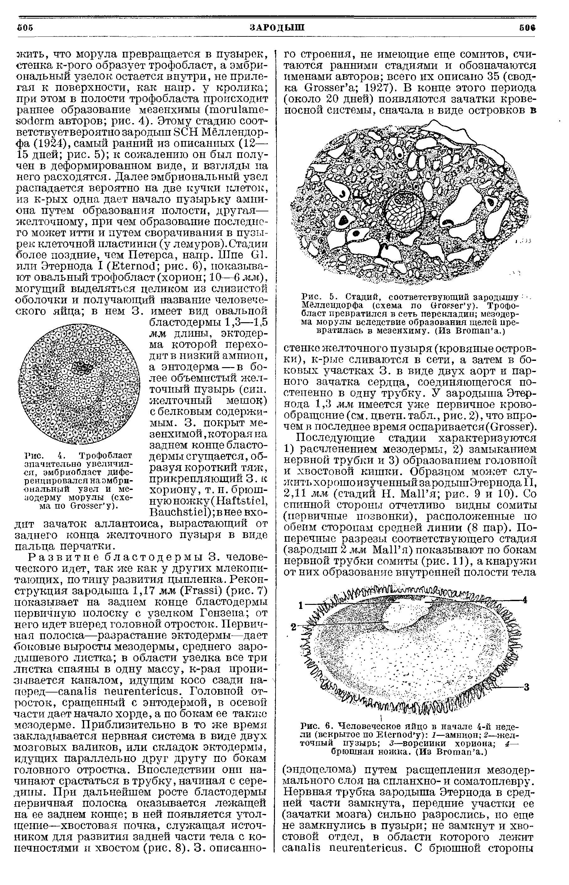 Рис. 4. Трофобласт значительно увеличился, эмбриобласт дифе-ренцировался наэмбриональный узел и мезодерму морулы (схема по вгозеег у).