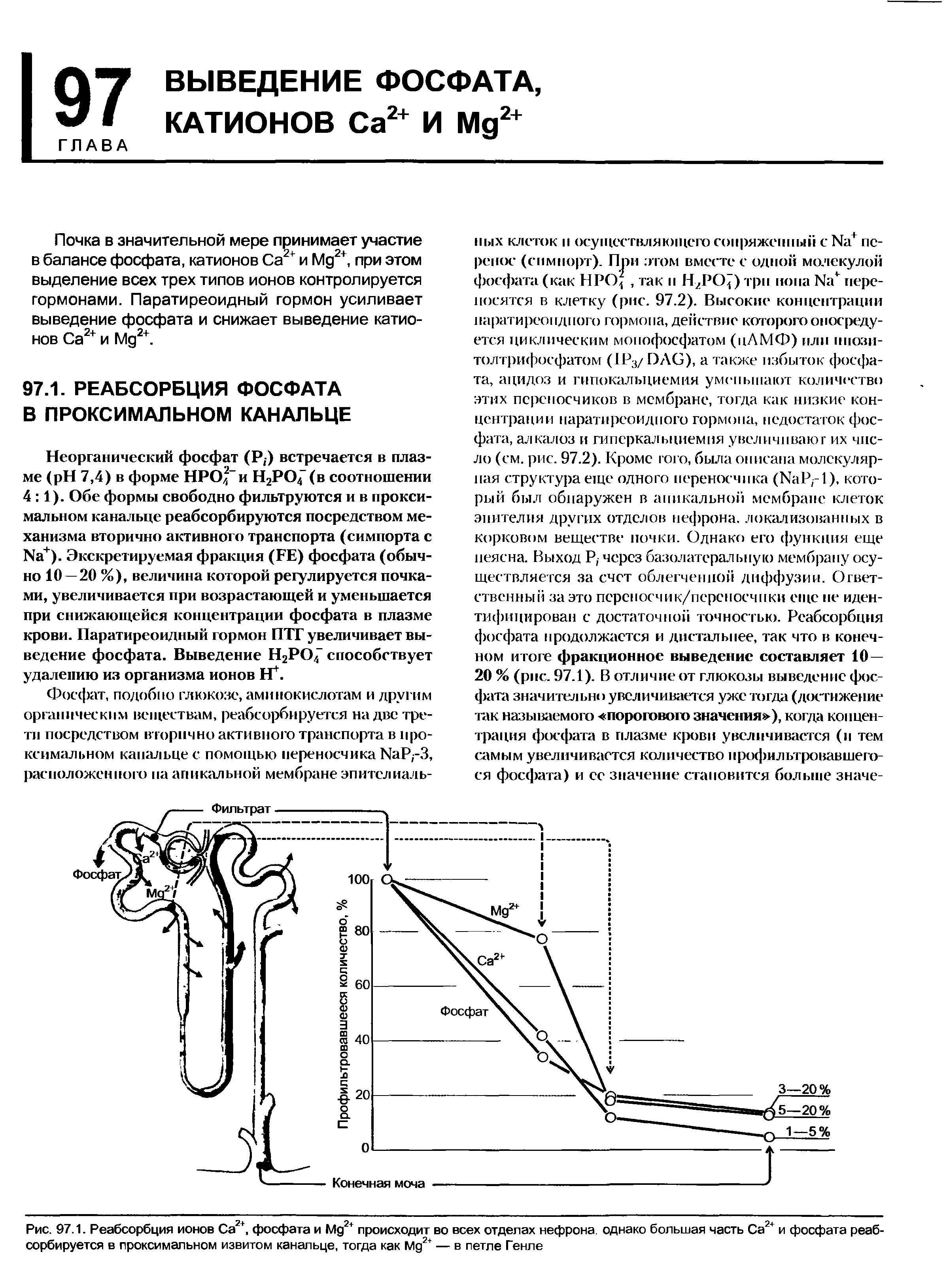 Рис. 97.1. Реабсорбция ионов Са2+, фосфата и Мд2+ происходит во всех отделах нефрона, однако большая часть Са2+ и фосфата реабсорбируется в проксимальном извитом канальце, тогда как Мд2+ — в петле Генле...