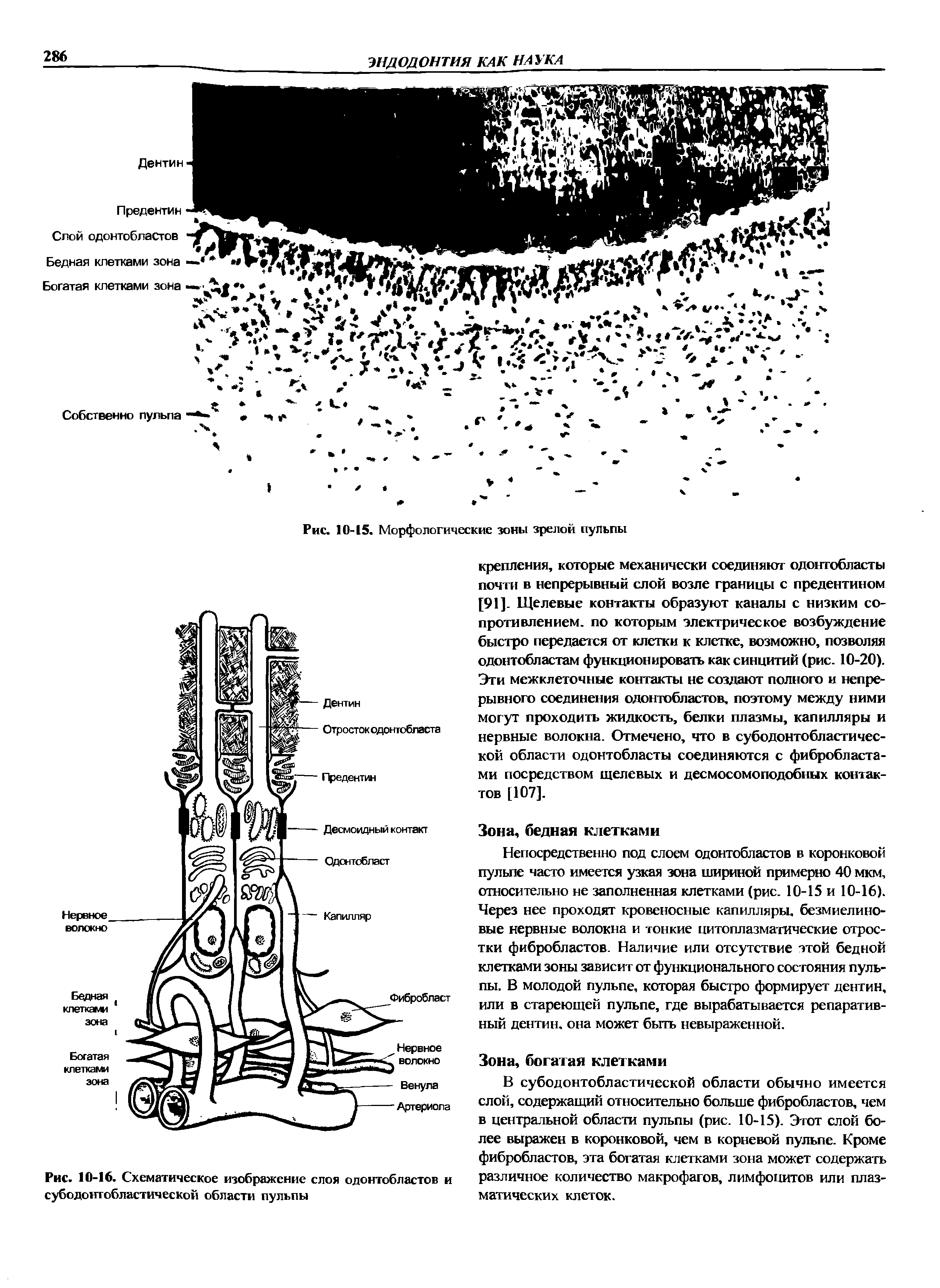Рис. 10-16. Схематическое изображение слоя одонтобластов и субодонтобластической области пульпы...